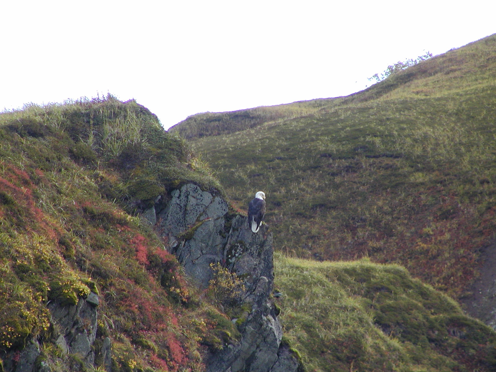 Bald eagle and autumn tundra; photo by Clint Huling