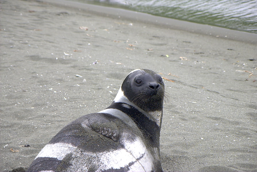 Ribbon Seal (Photo by Jacob Miller)