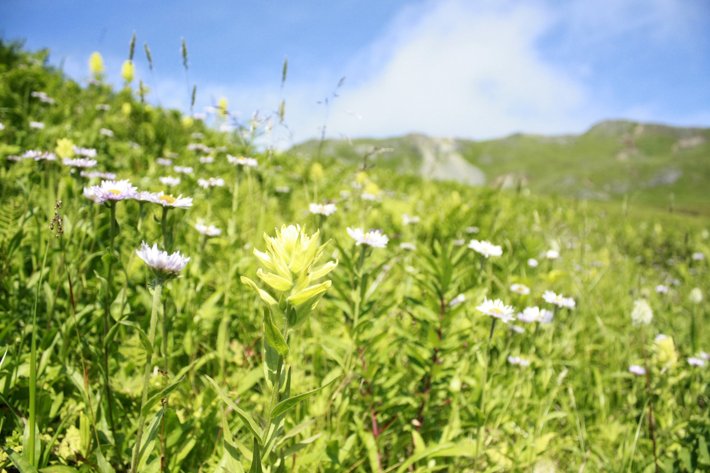 Summer Flowers (Photo by Pipa Escalante)