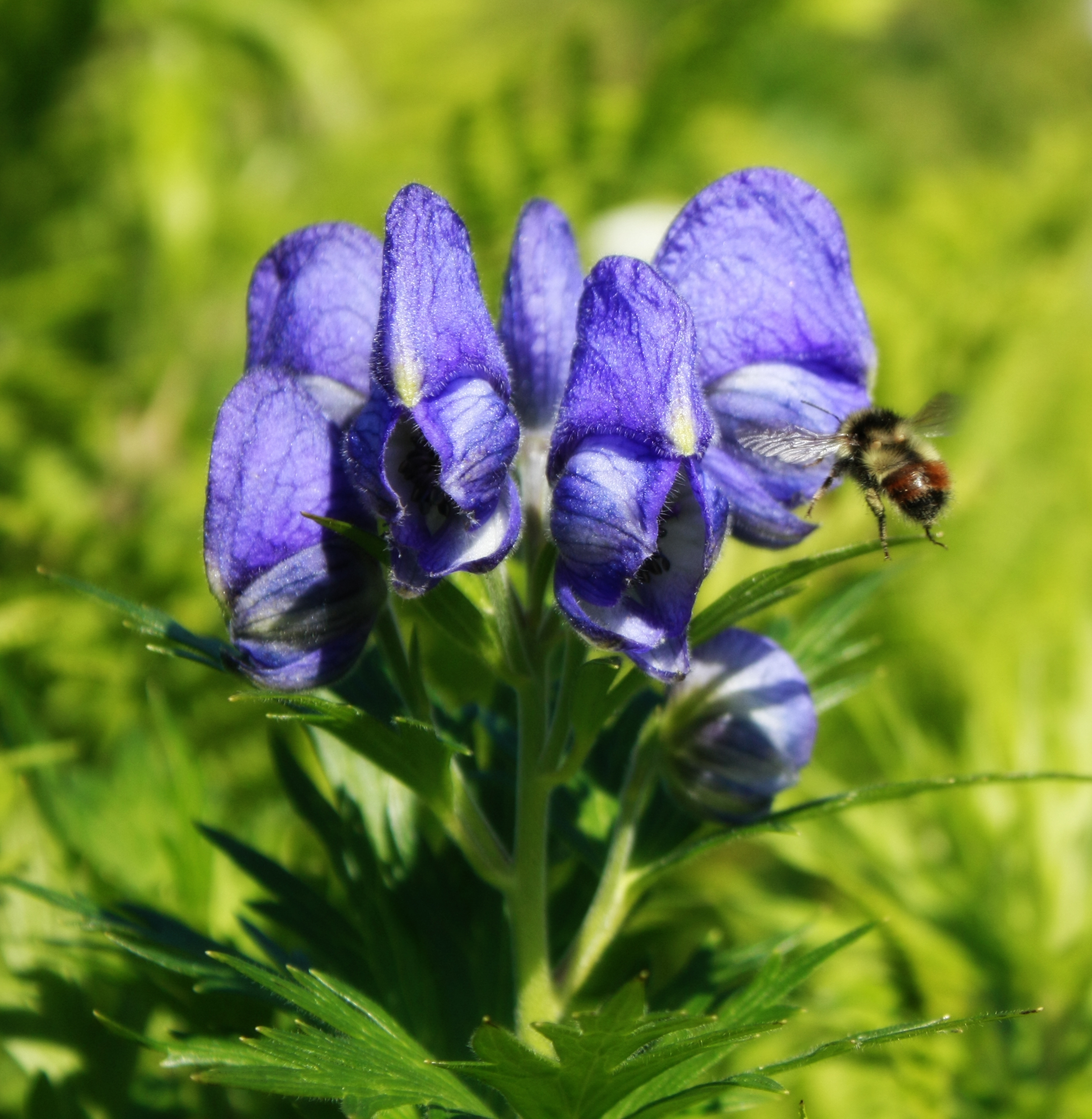 Monkshood, aka Kamchatka Aconite (Photo by Pipa Escalante)