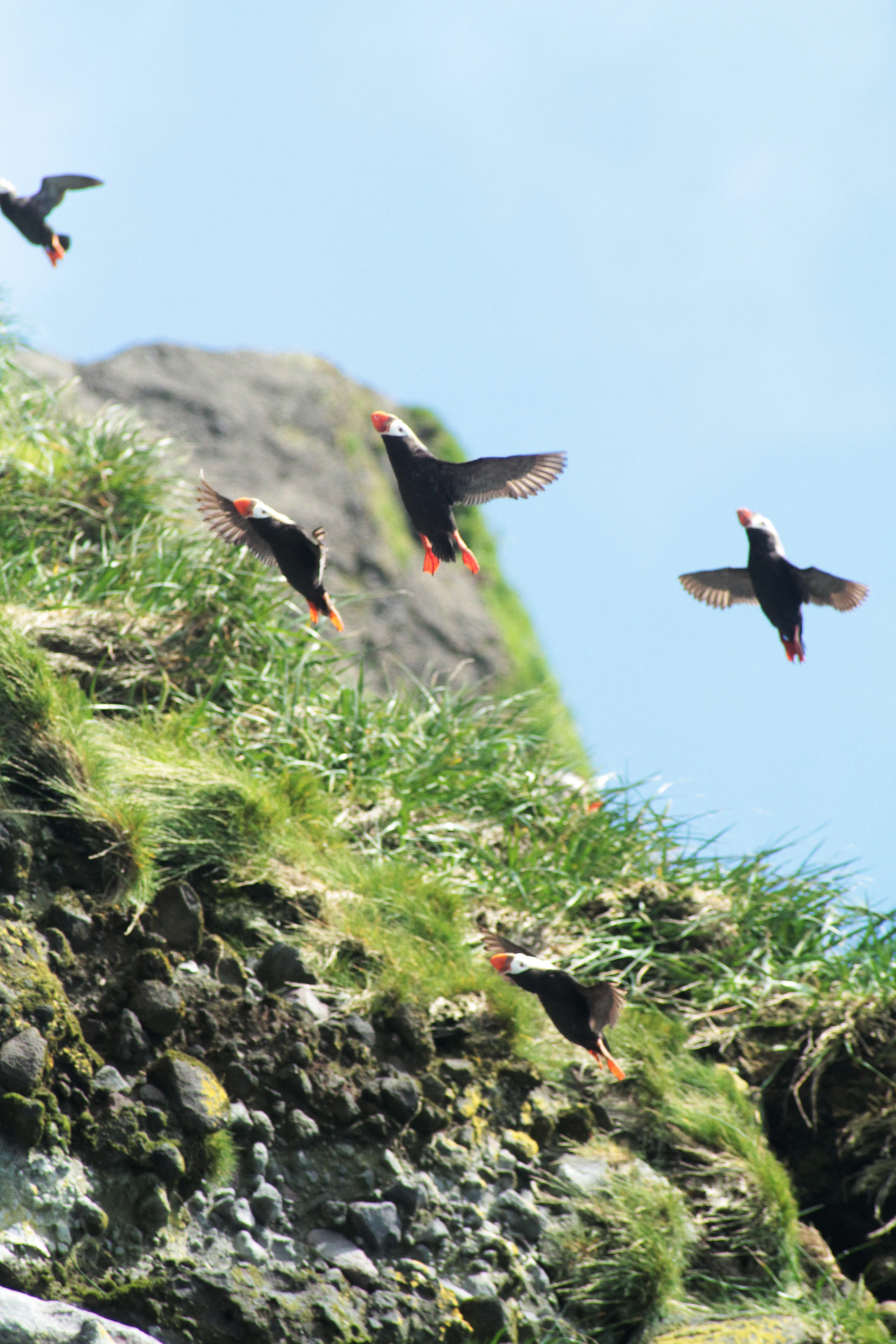 Puffin (Photo by Pipa Escalante)