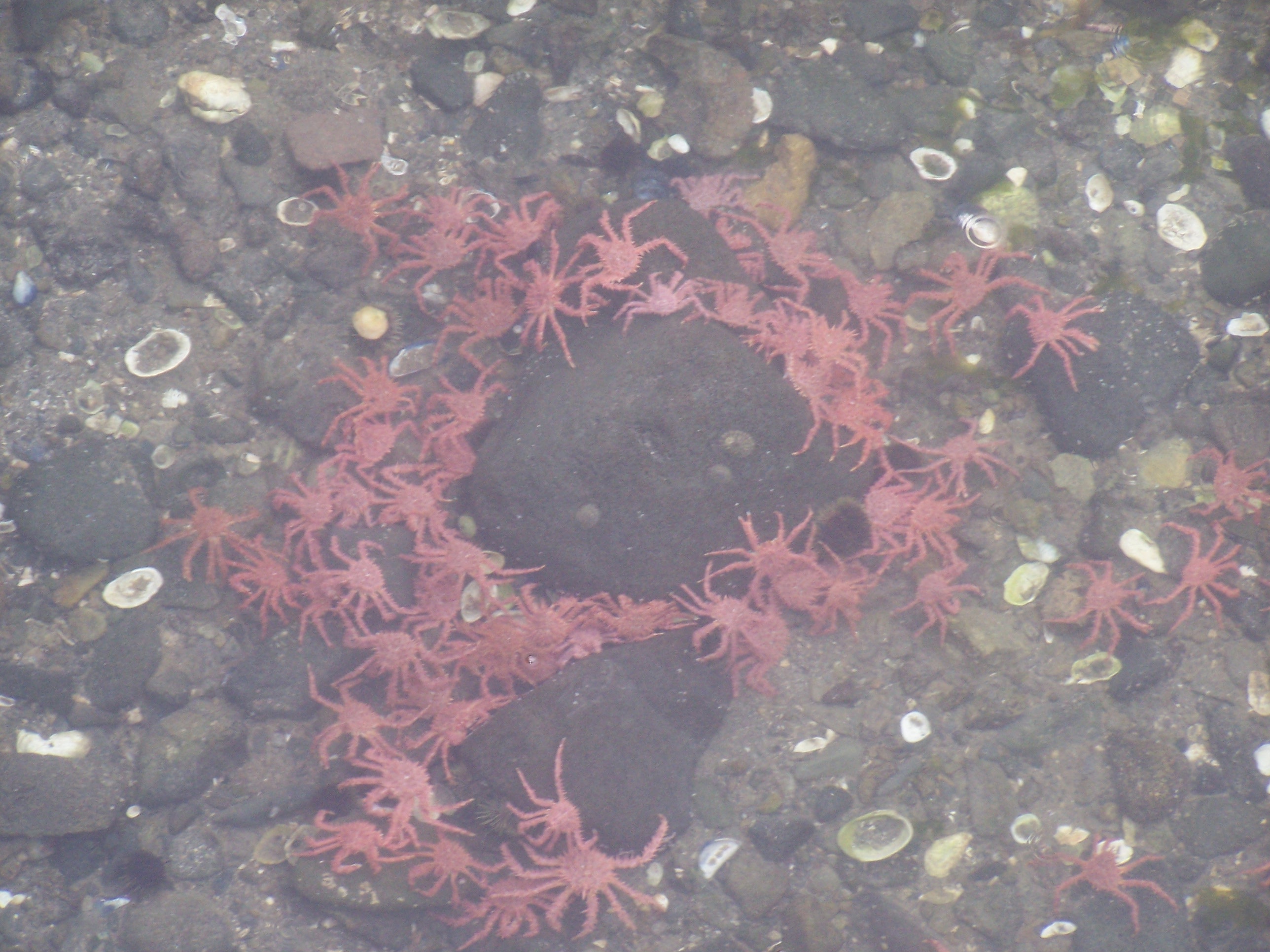 Baby Alaska Red King Crab