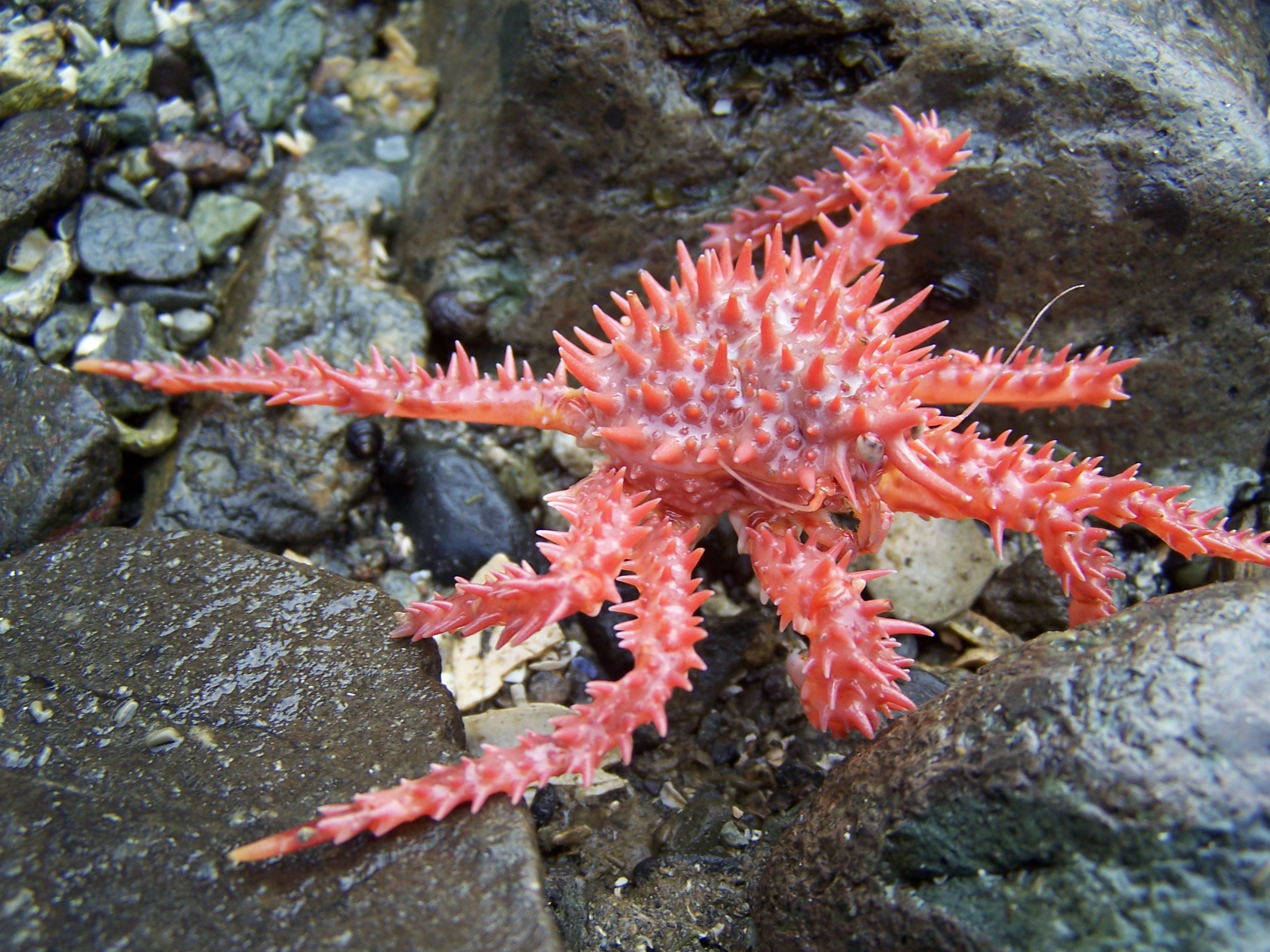 Baby Alaska Red King Crab