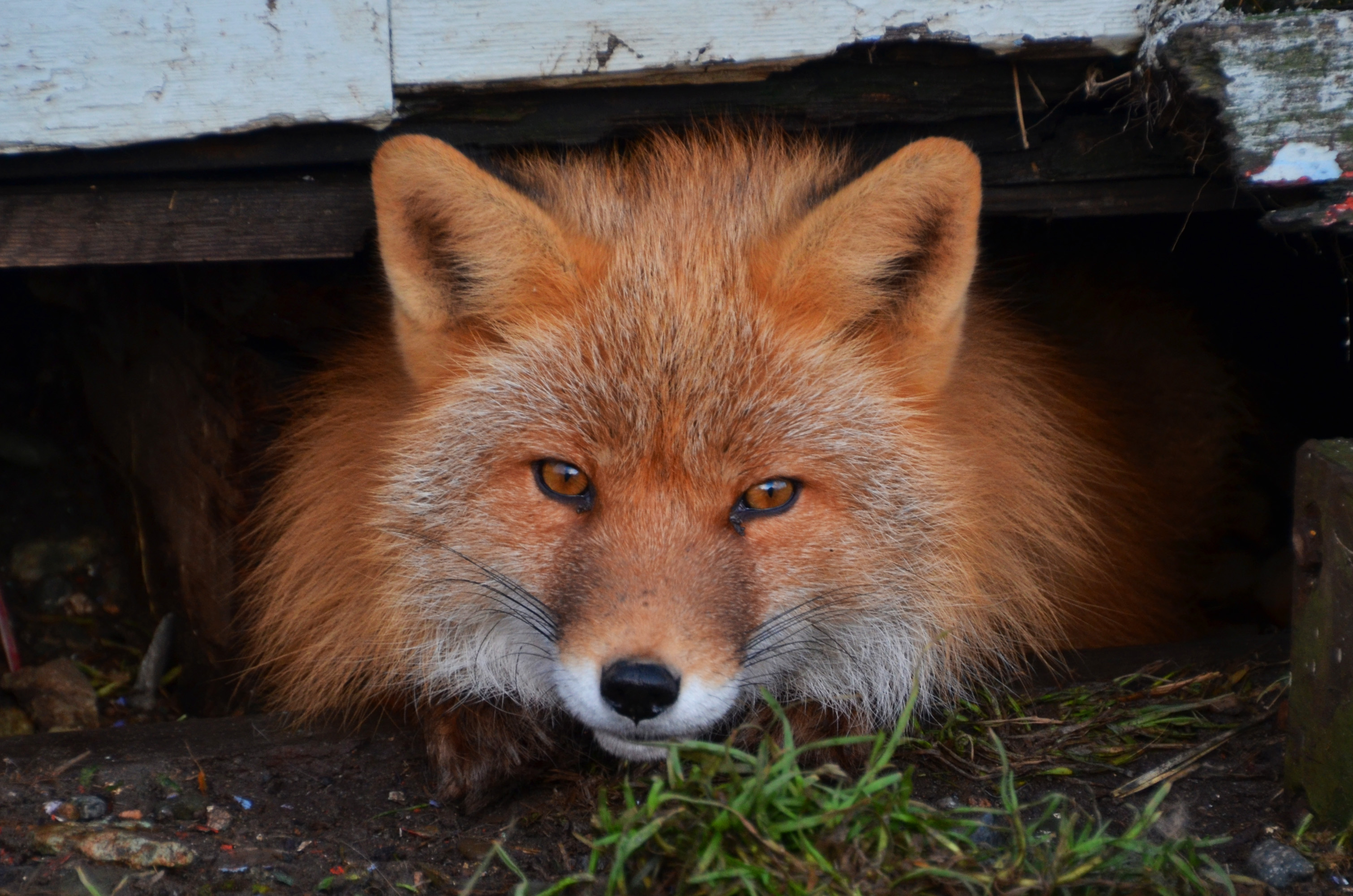 Red Fox (Photo by Albert Burnham)