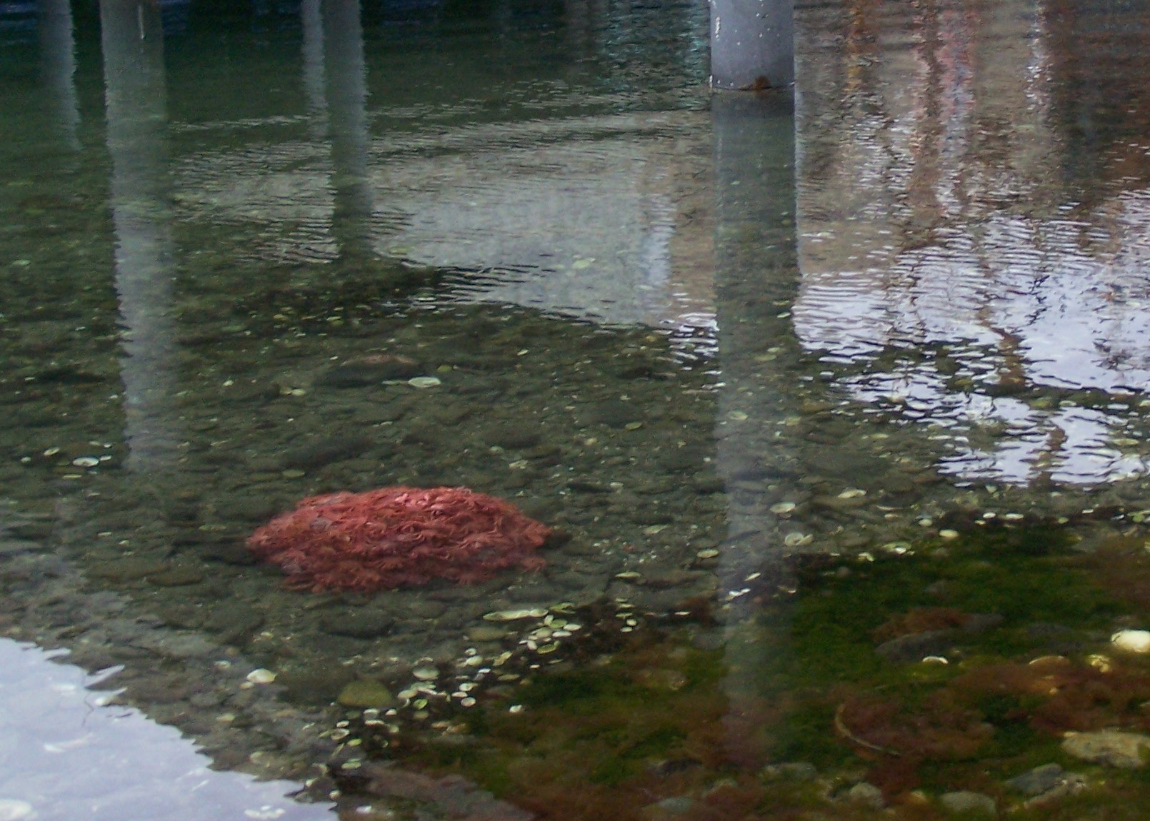 Ball of baby Alaska Red King Crab 