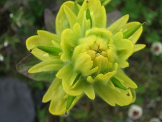 Coastal Paintbrush, aka Honey Flower (photo courtesy of S. Lawson)