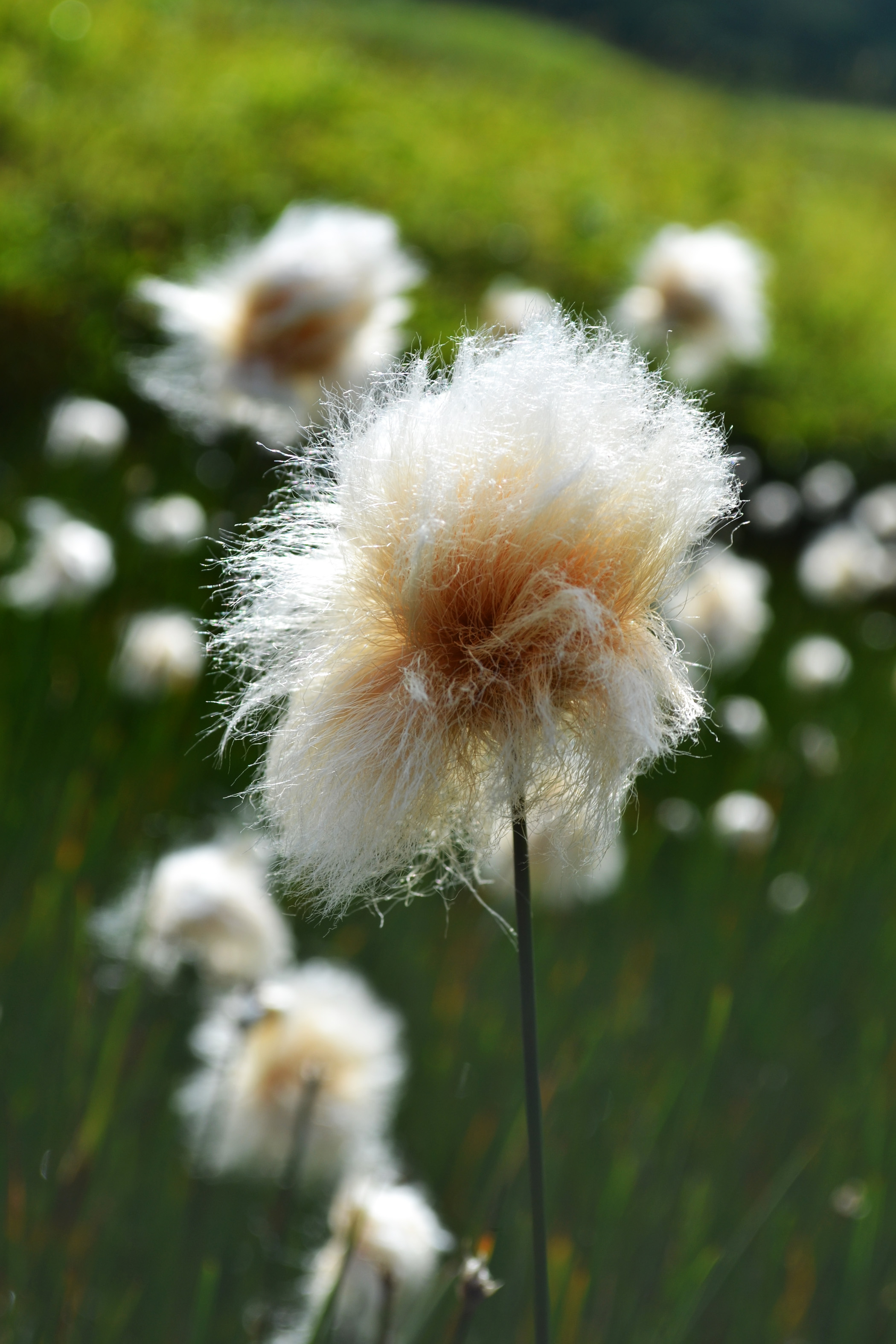 Cotton Flower (Photo by Albert Burnham)