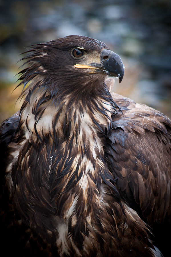 Juvenile bald eagle (Photo courtesy of CVB)