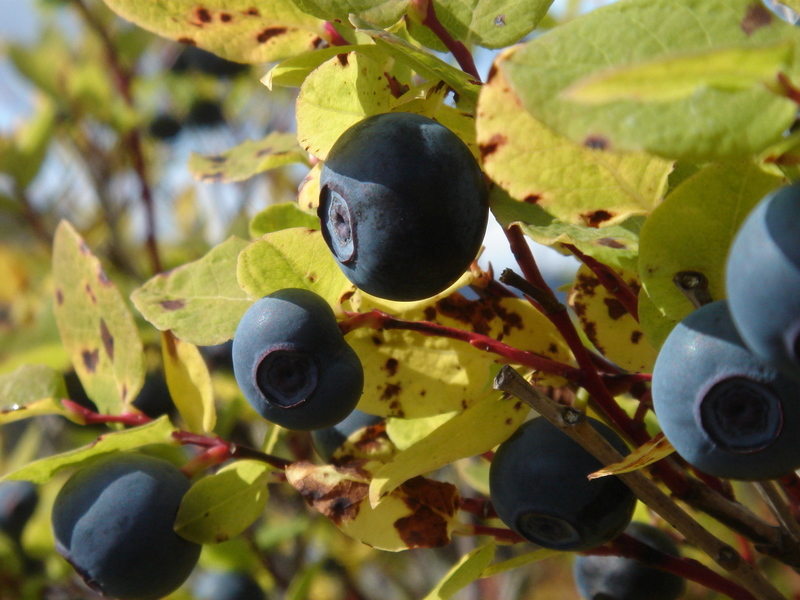 Blueberries ready to pick (Photo by Jacob Whitaker)