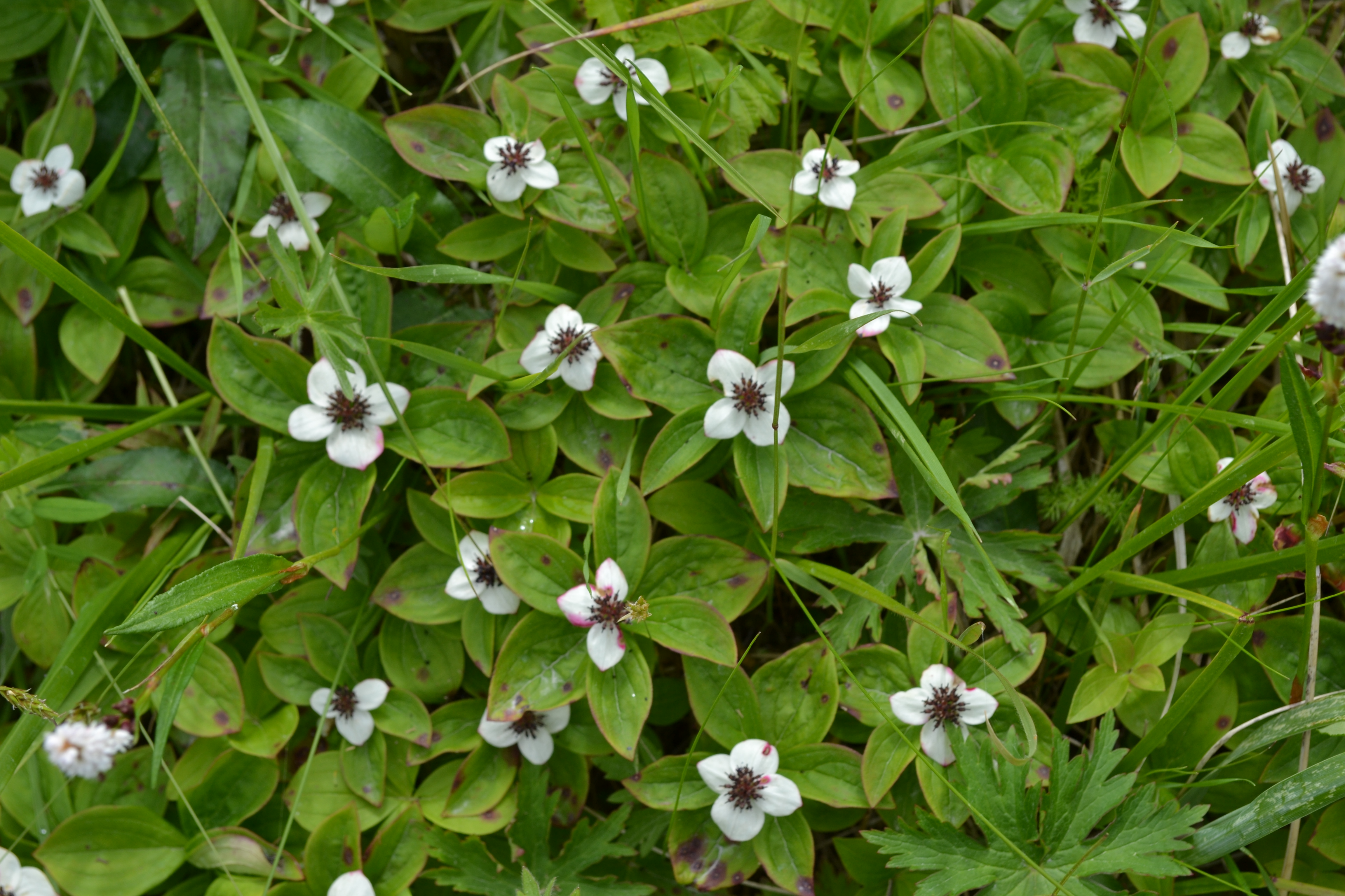 Dwarf Dogwood (Photo by Angel Shubert)