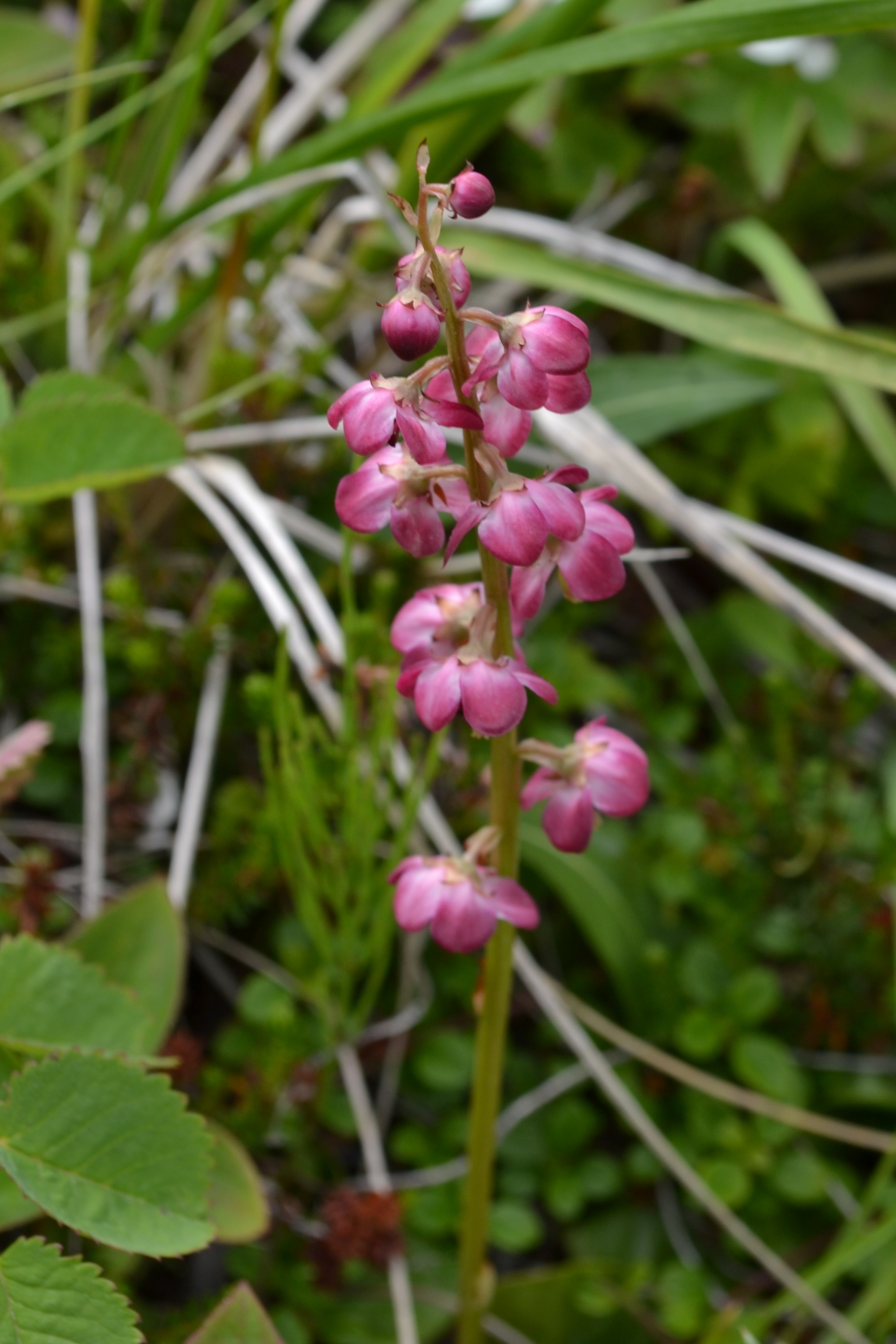 Pyrola (Photo by Angel Shubert)