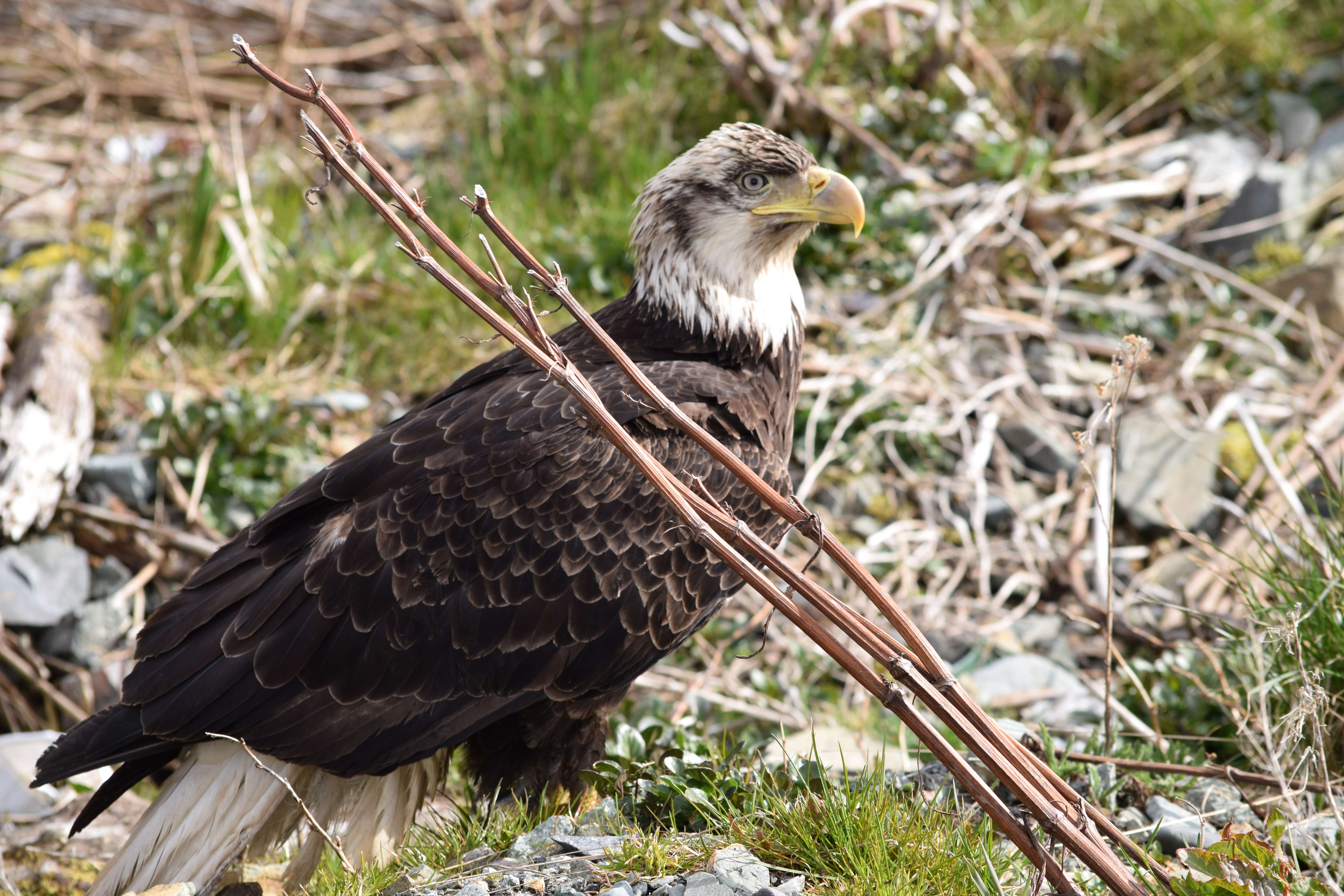 Bald Eagle, photograph by Patricia Soule