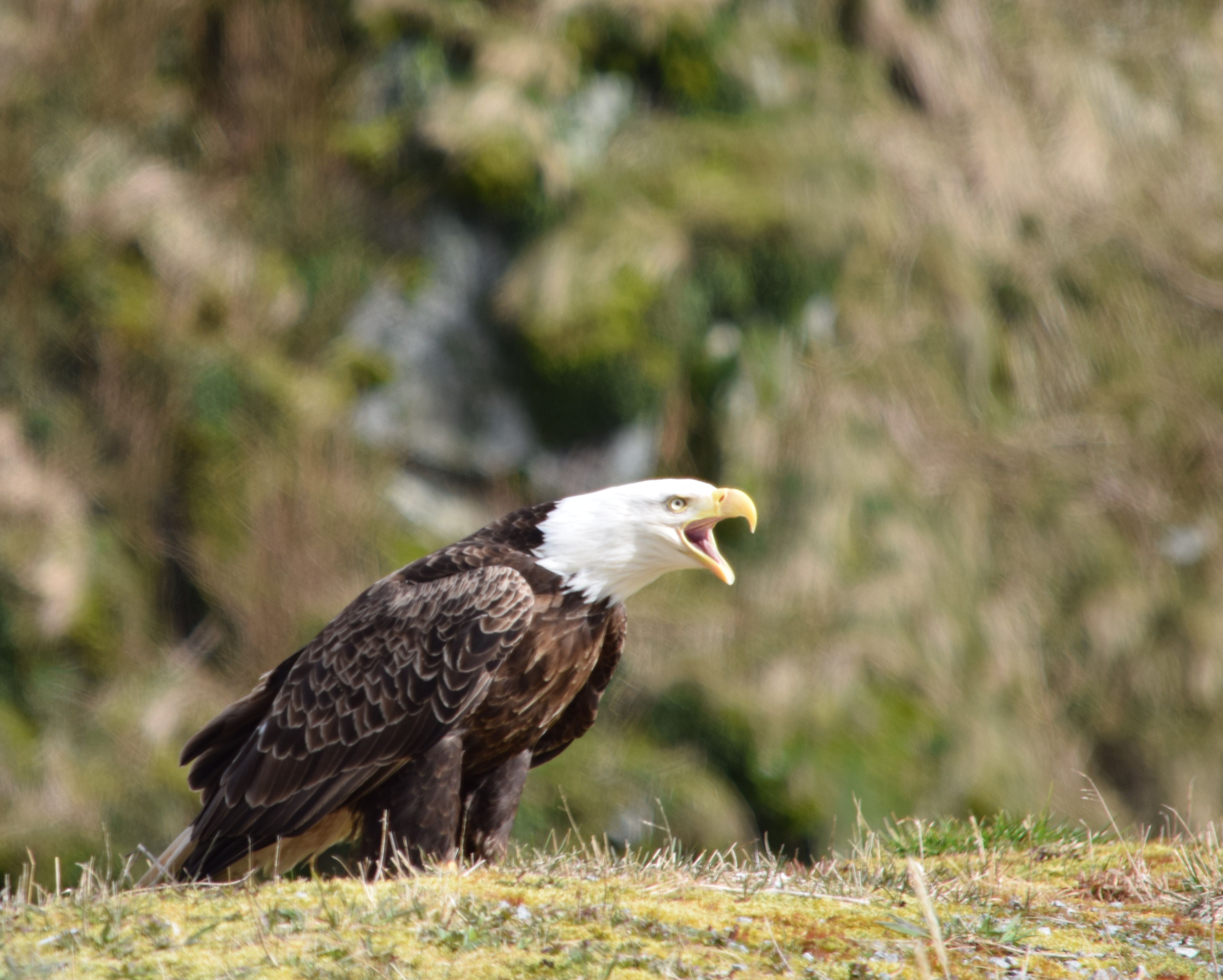 Bald Eagle, photograph by Patricia Soule