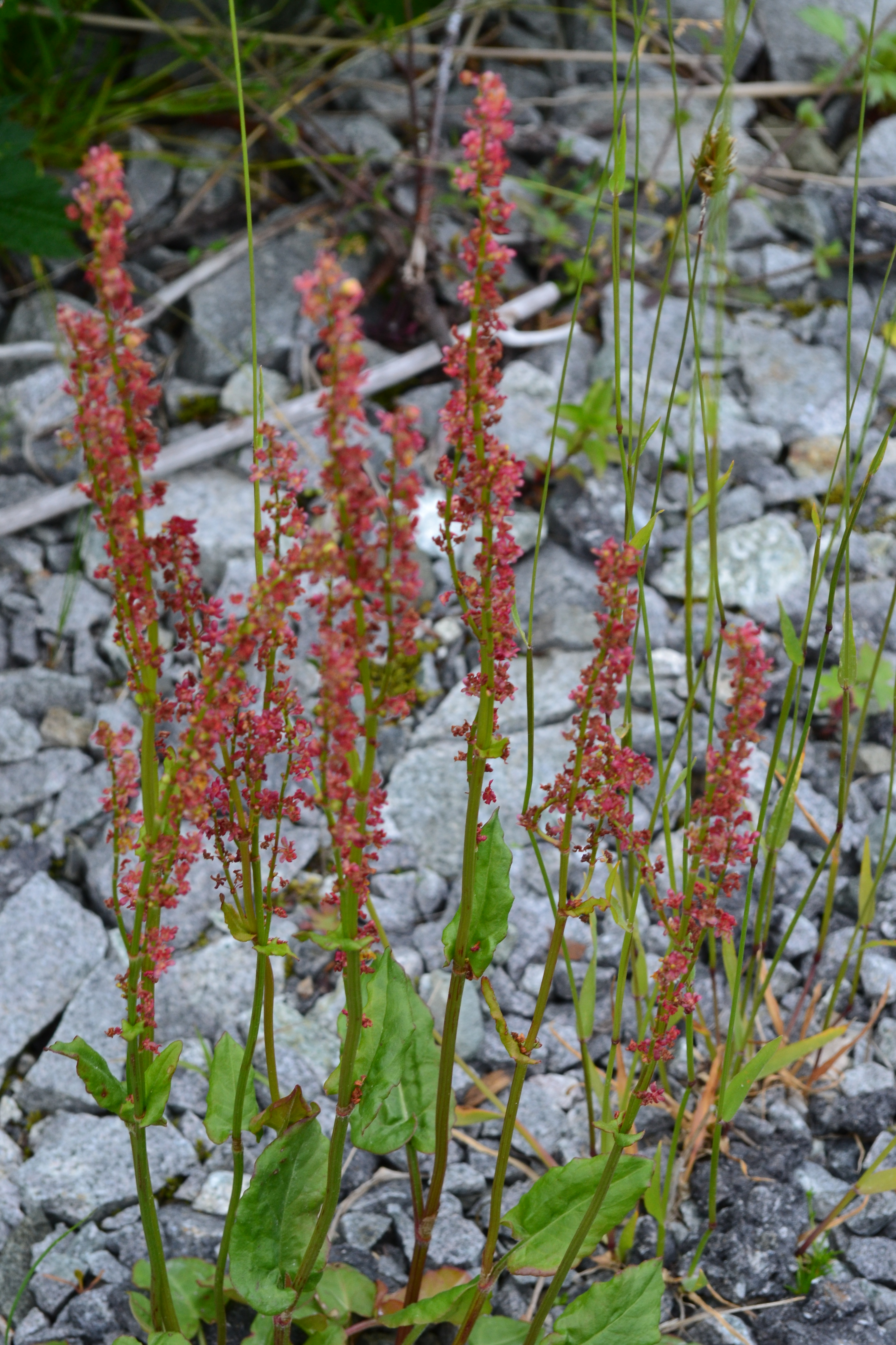 Sheep Sorrel (Photo by Angel Shubert)