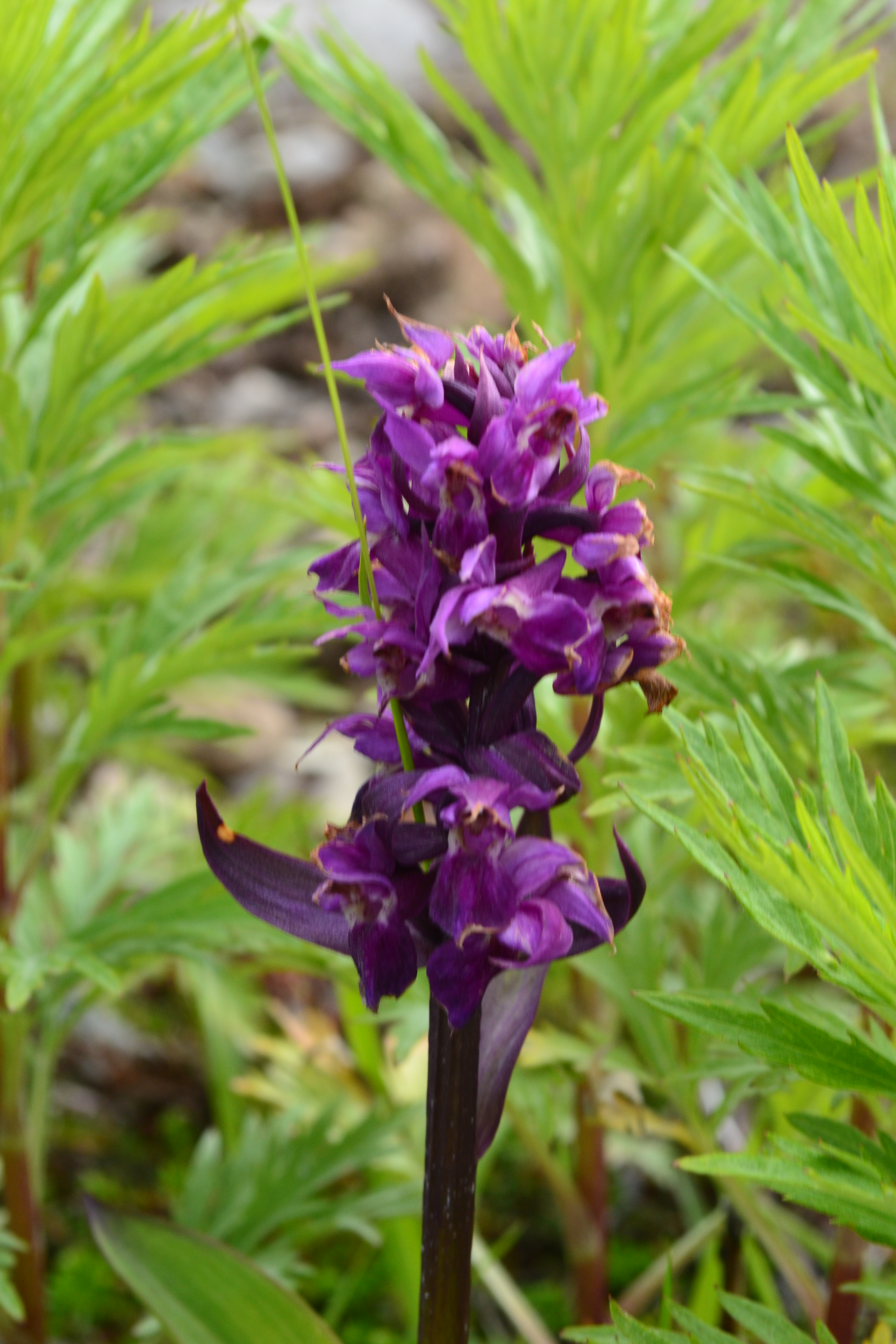 Showy Purple Orchid (Photo by Angel Shubert)