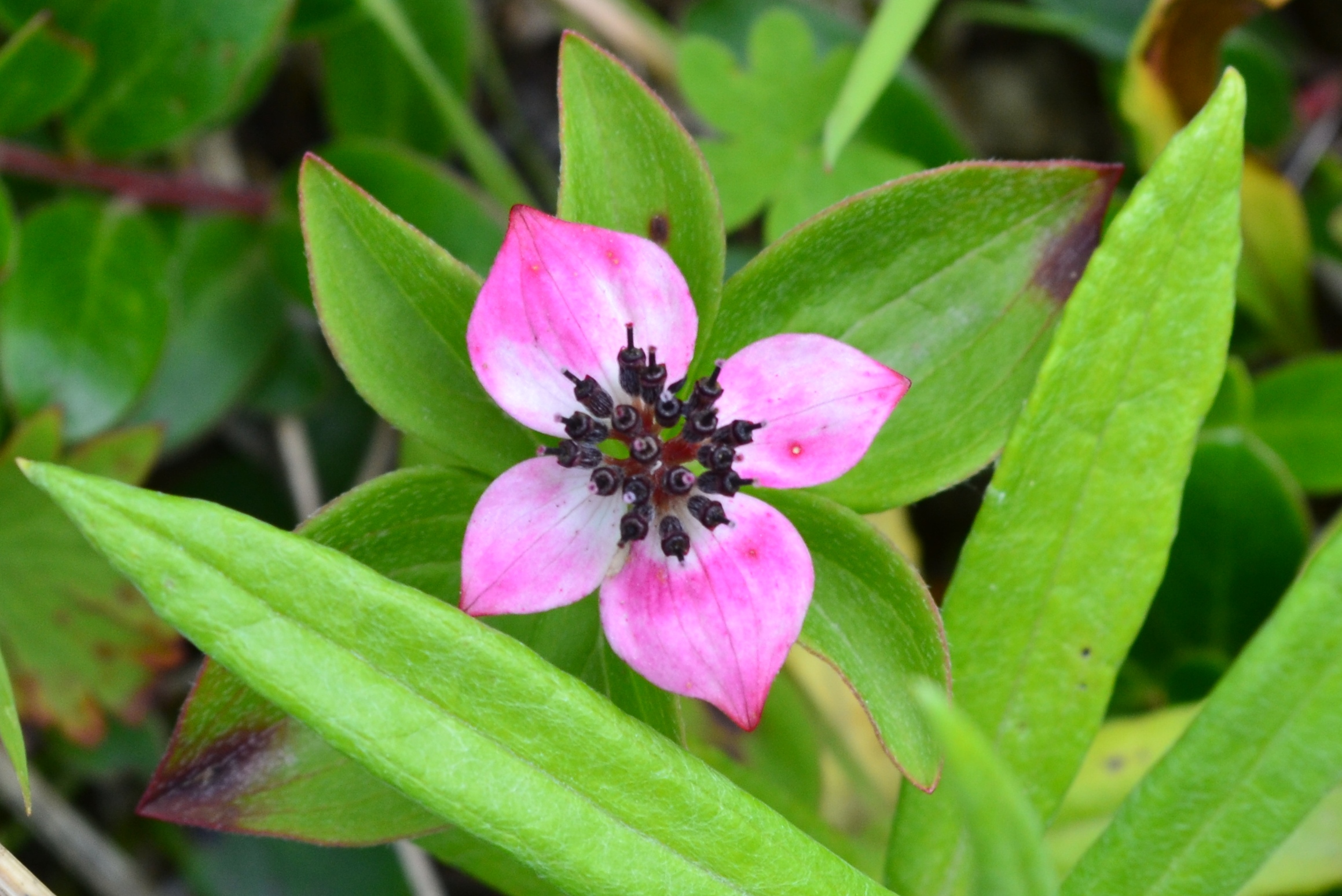 Pink dwarf dogwood