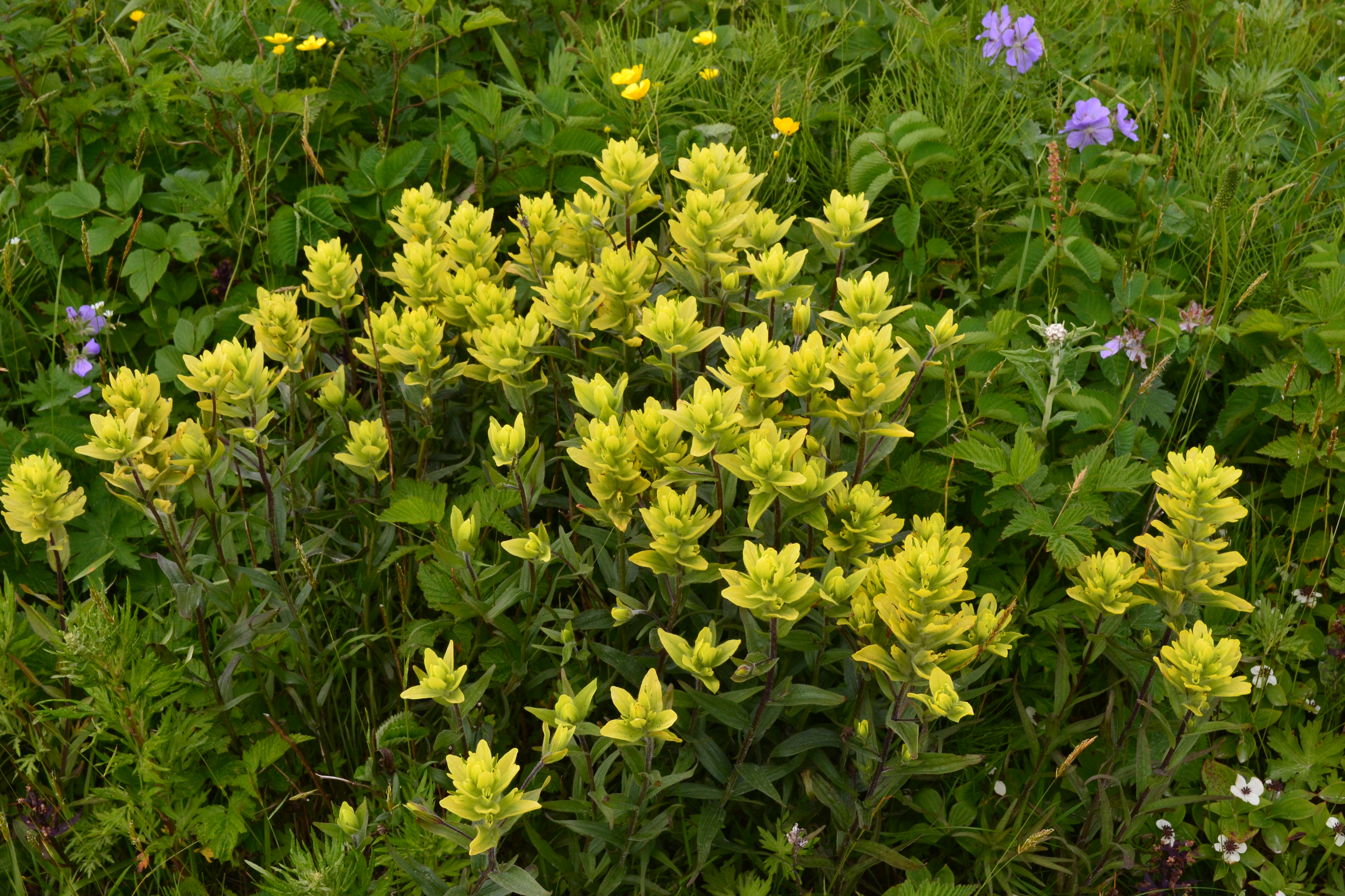 Coastal Paintbrush (photo by Angel Shubert)