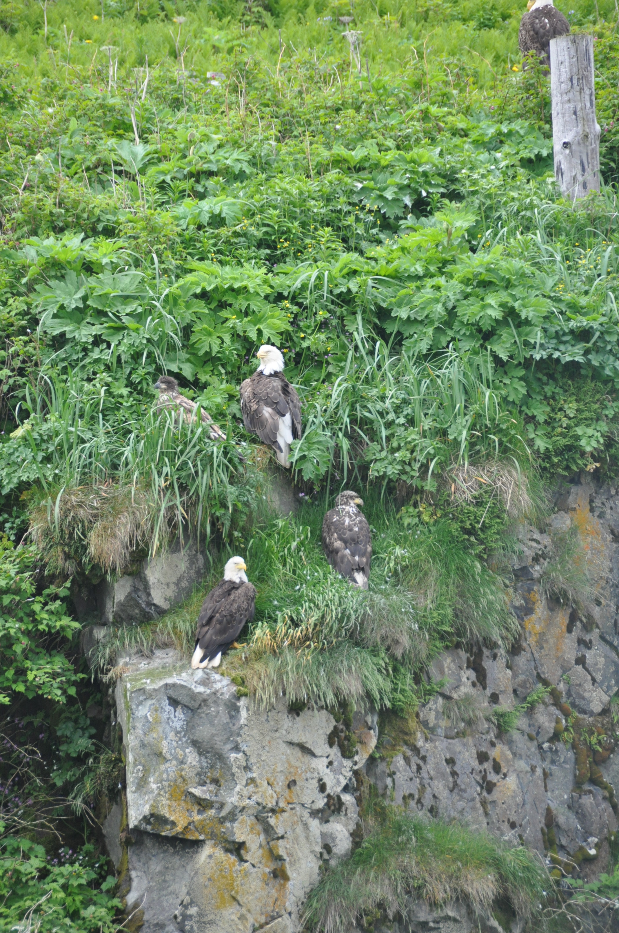 Bald Eagles at rest (Photo courtesy of CVB)