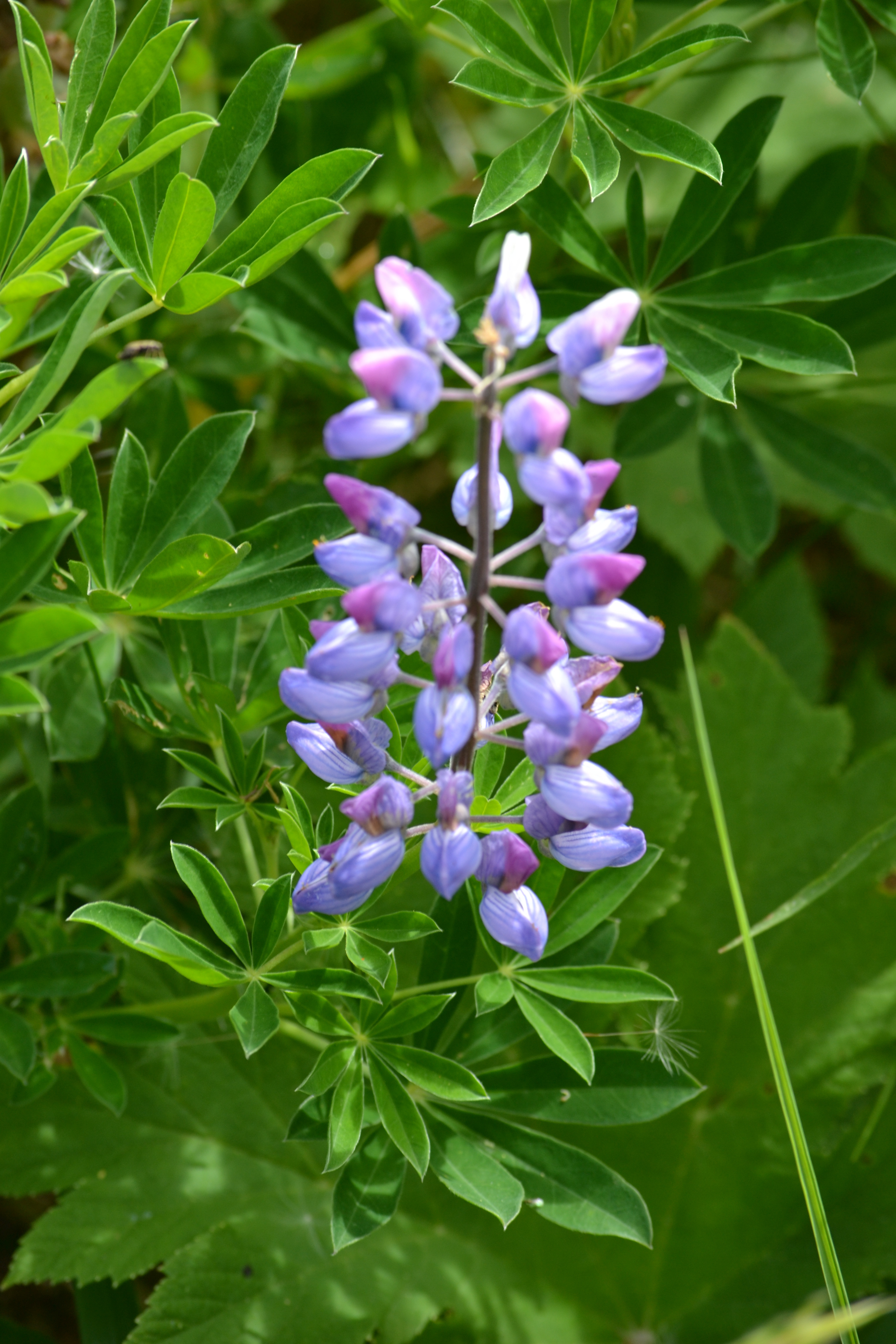 Lupine (Photo by Angel Shubert)