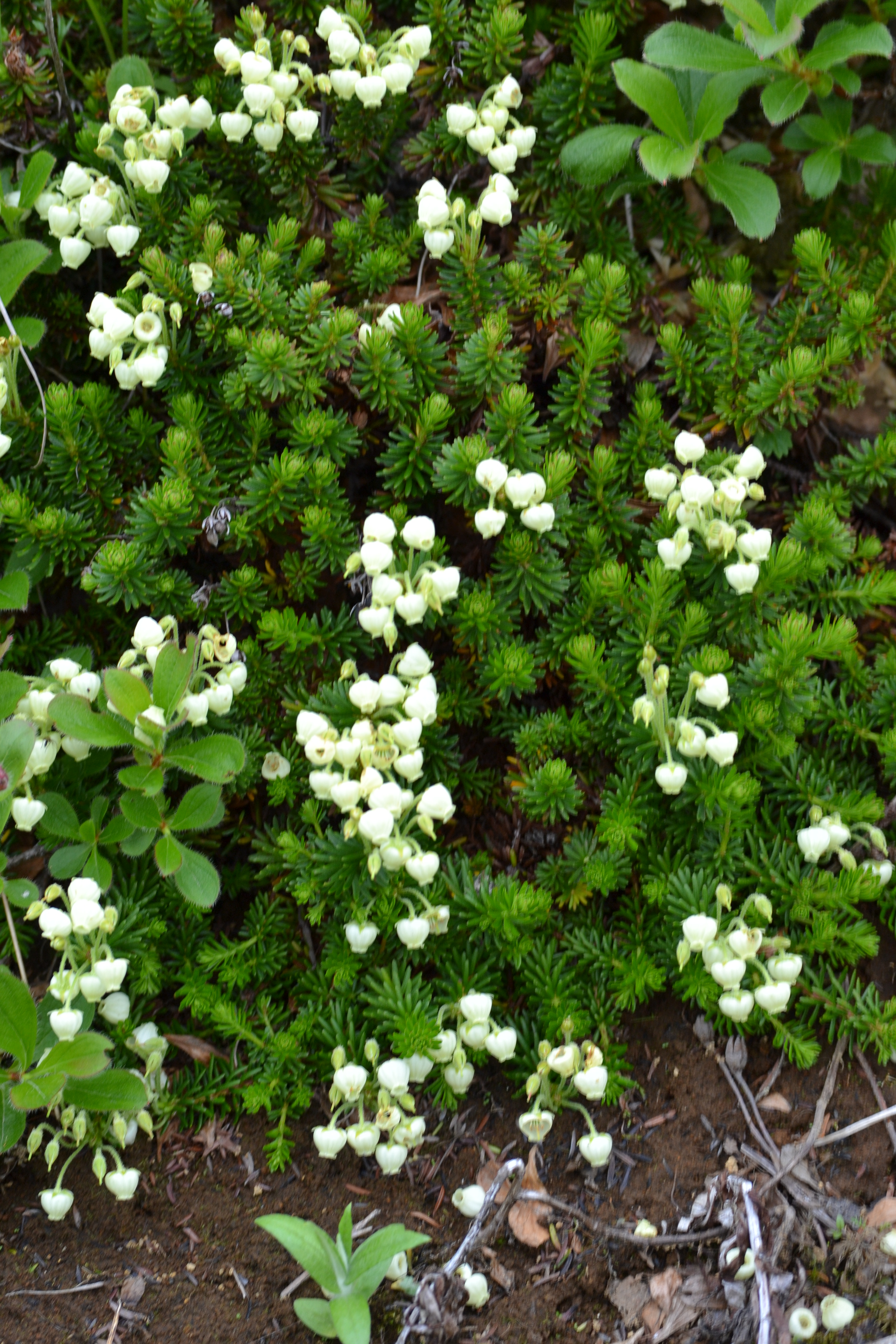 Aleutian Heather (Photo by Angel Shubert)