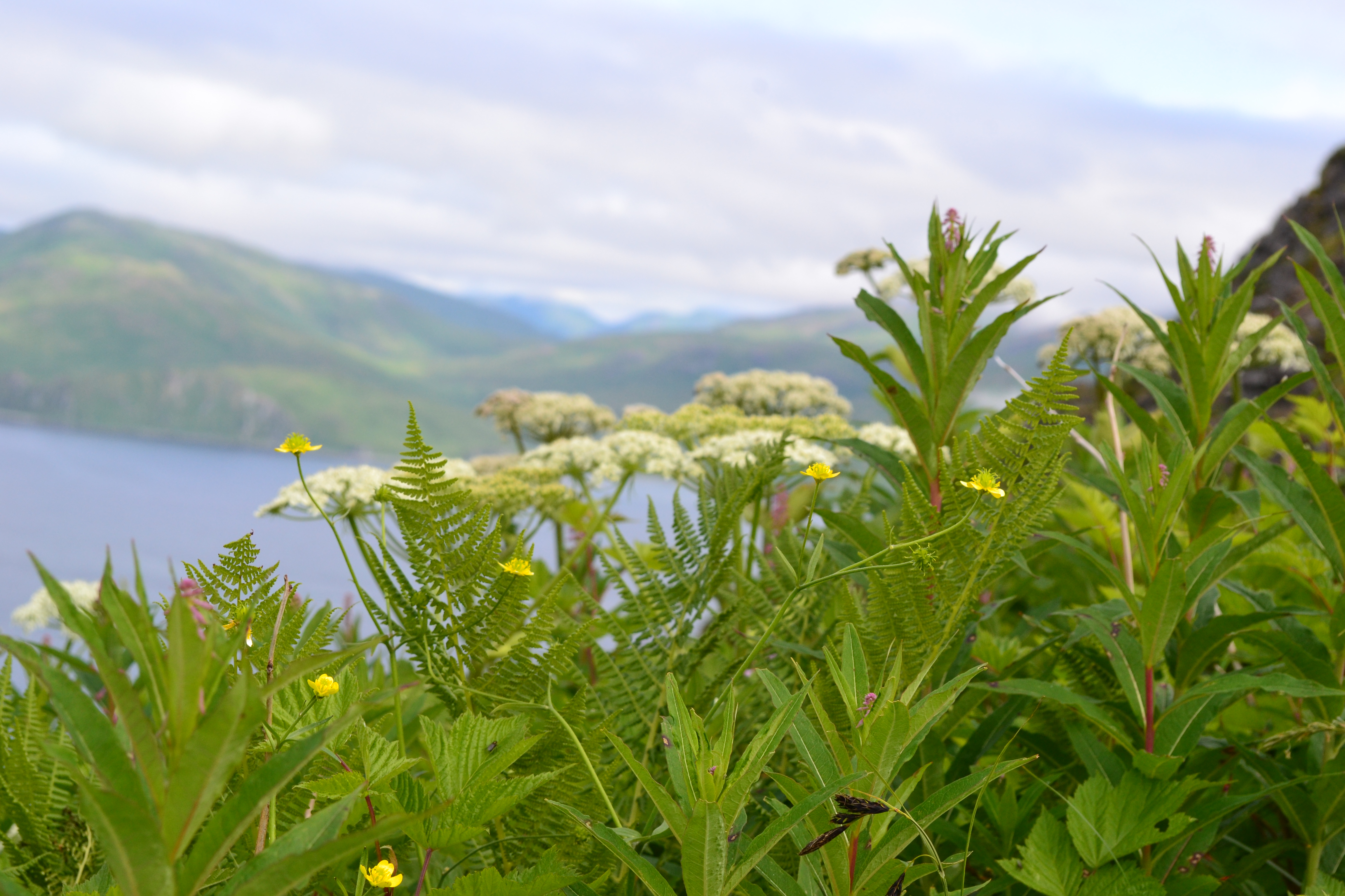 Putchki, aka Cow Parsnip or Wild Celery (Photo by Angel Shubert)