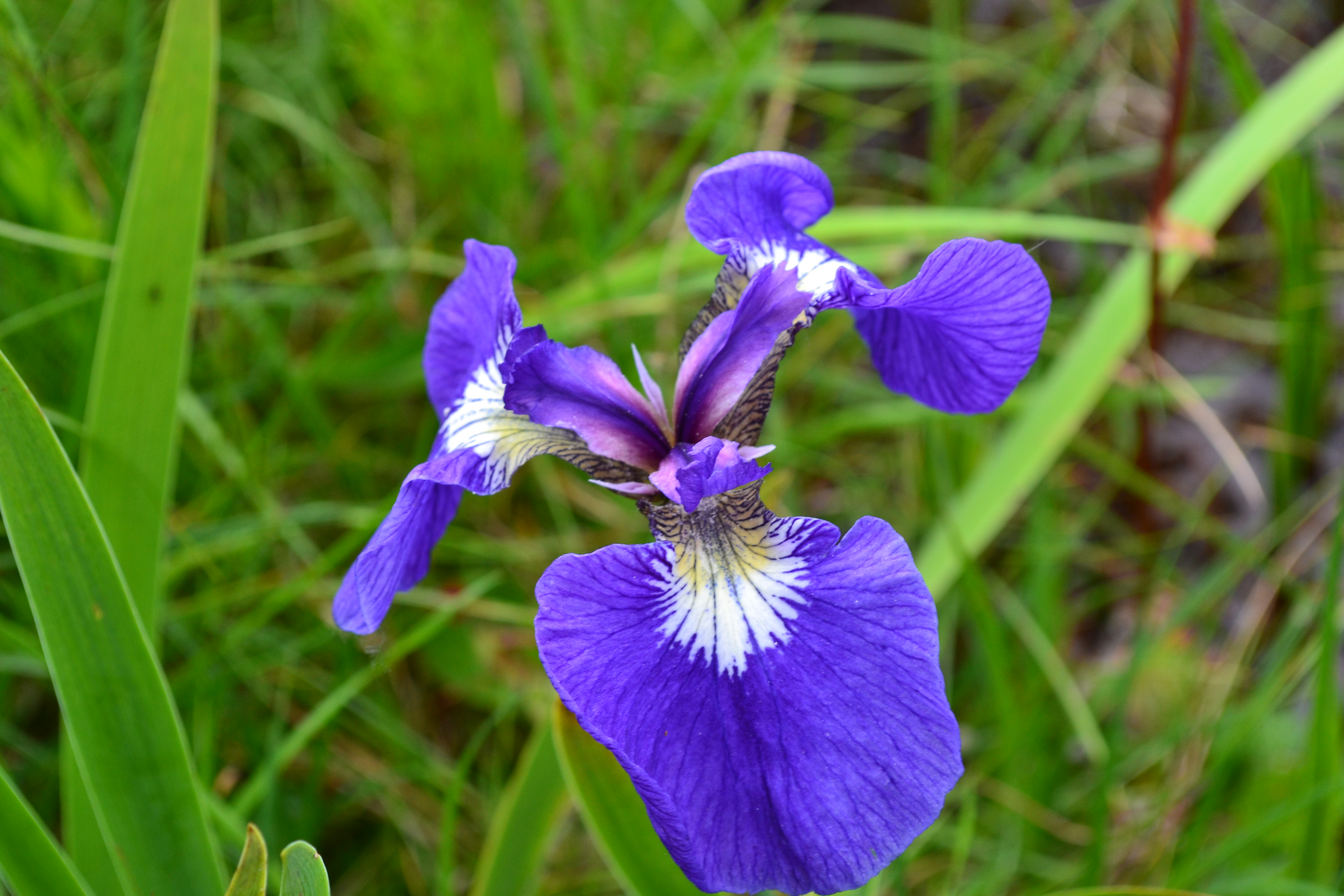 Wild Iris (Photo by Angel Shubert)