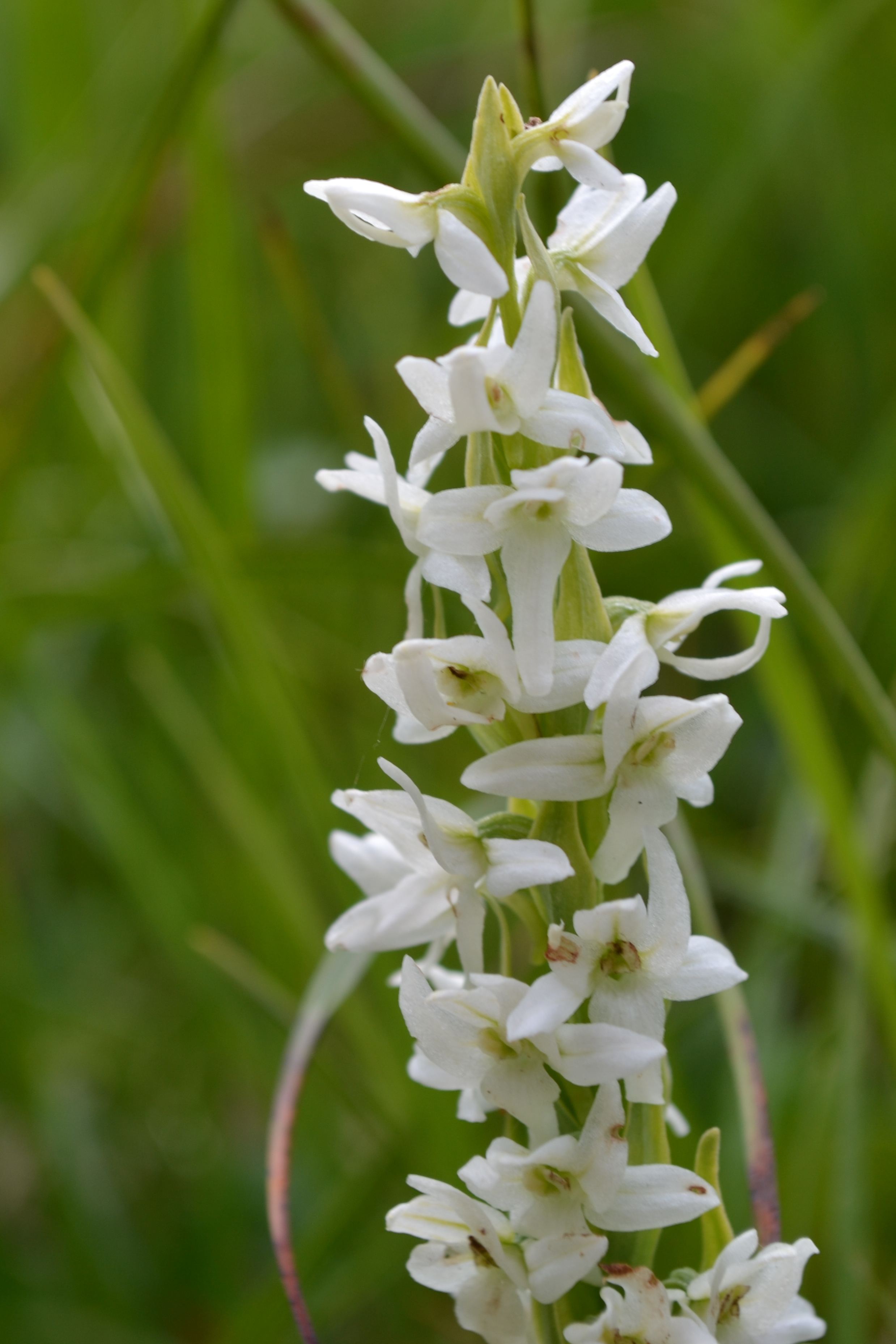 White Bog Orchid, aka Bog Candles (Photo by Angel Shubert)