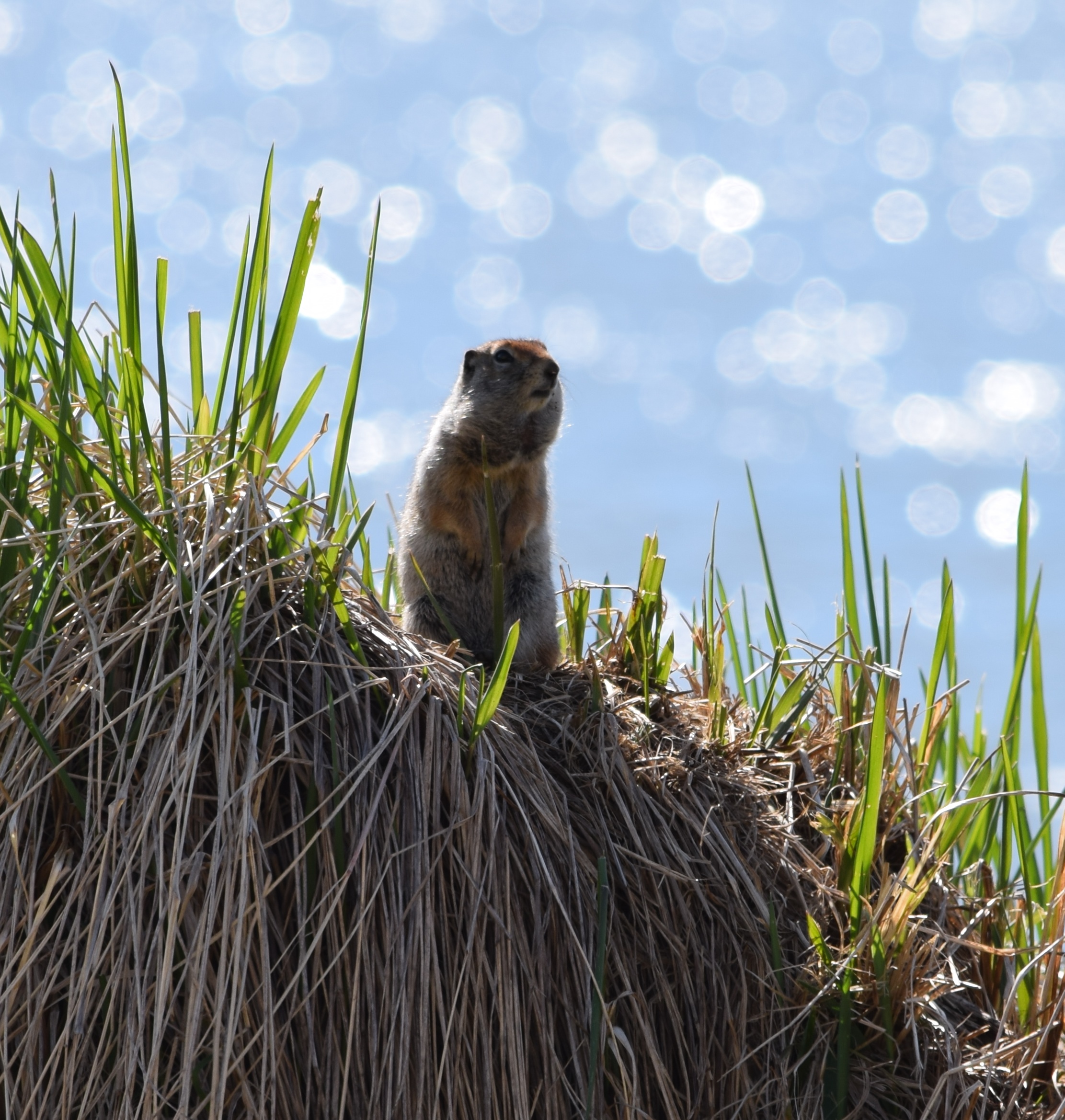 Ground Squirrel