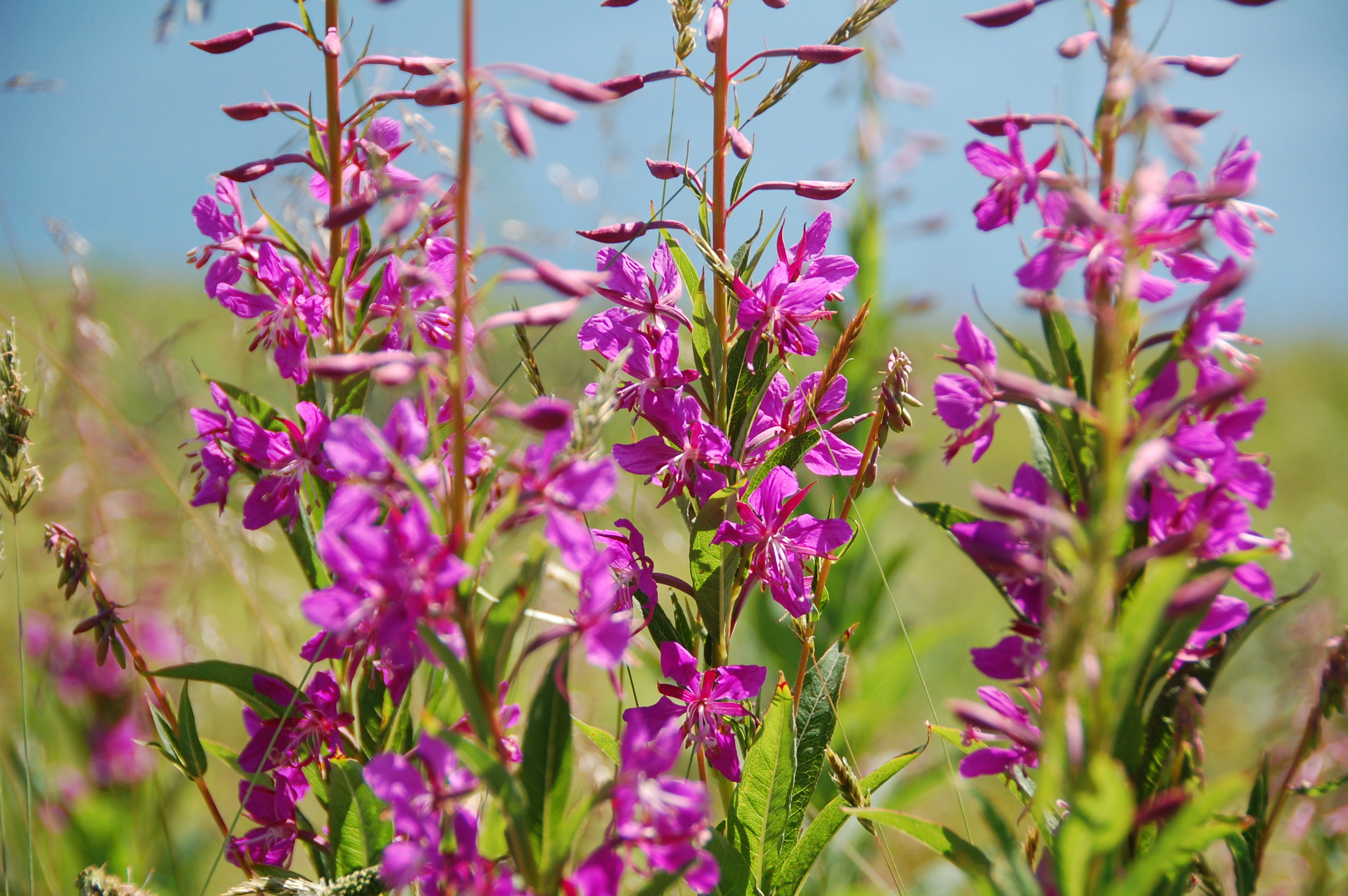 Fireweed (Photo courtesy of CVB)