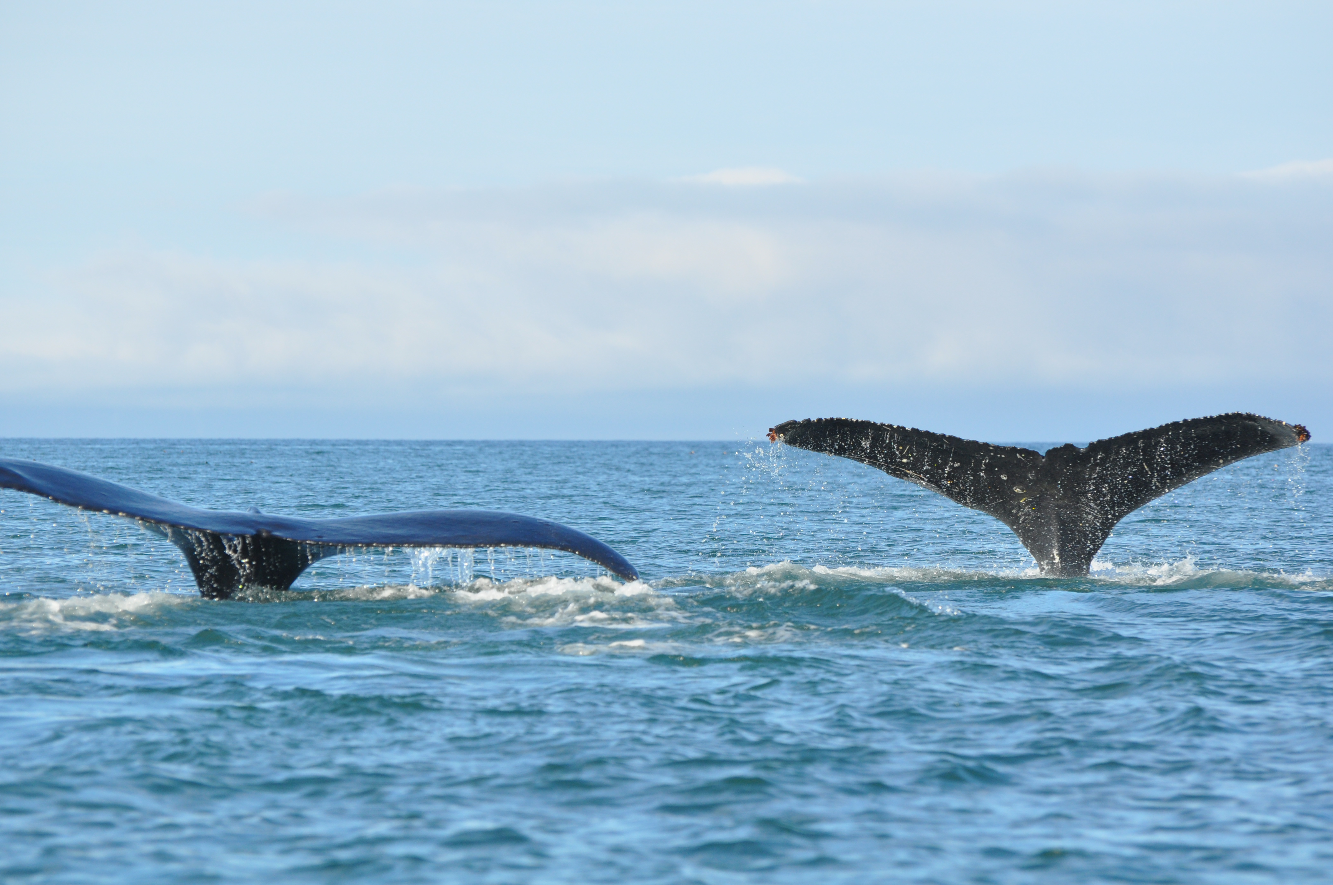 Whales in Unalaska Bay (Photo courtesy of CVB)