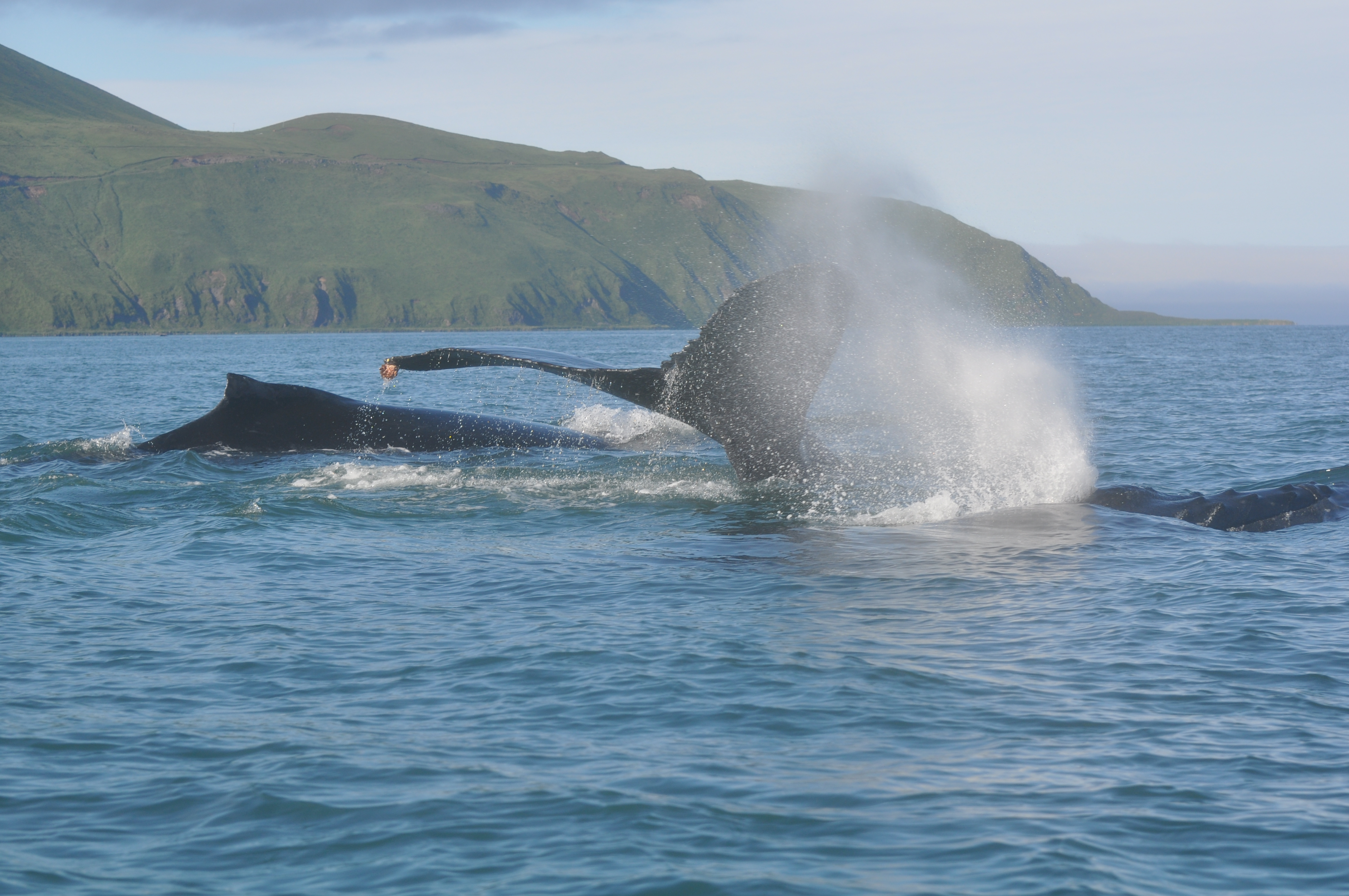 Whales in Unalaska Bay (Photo courtesy of CVB)