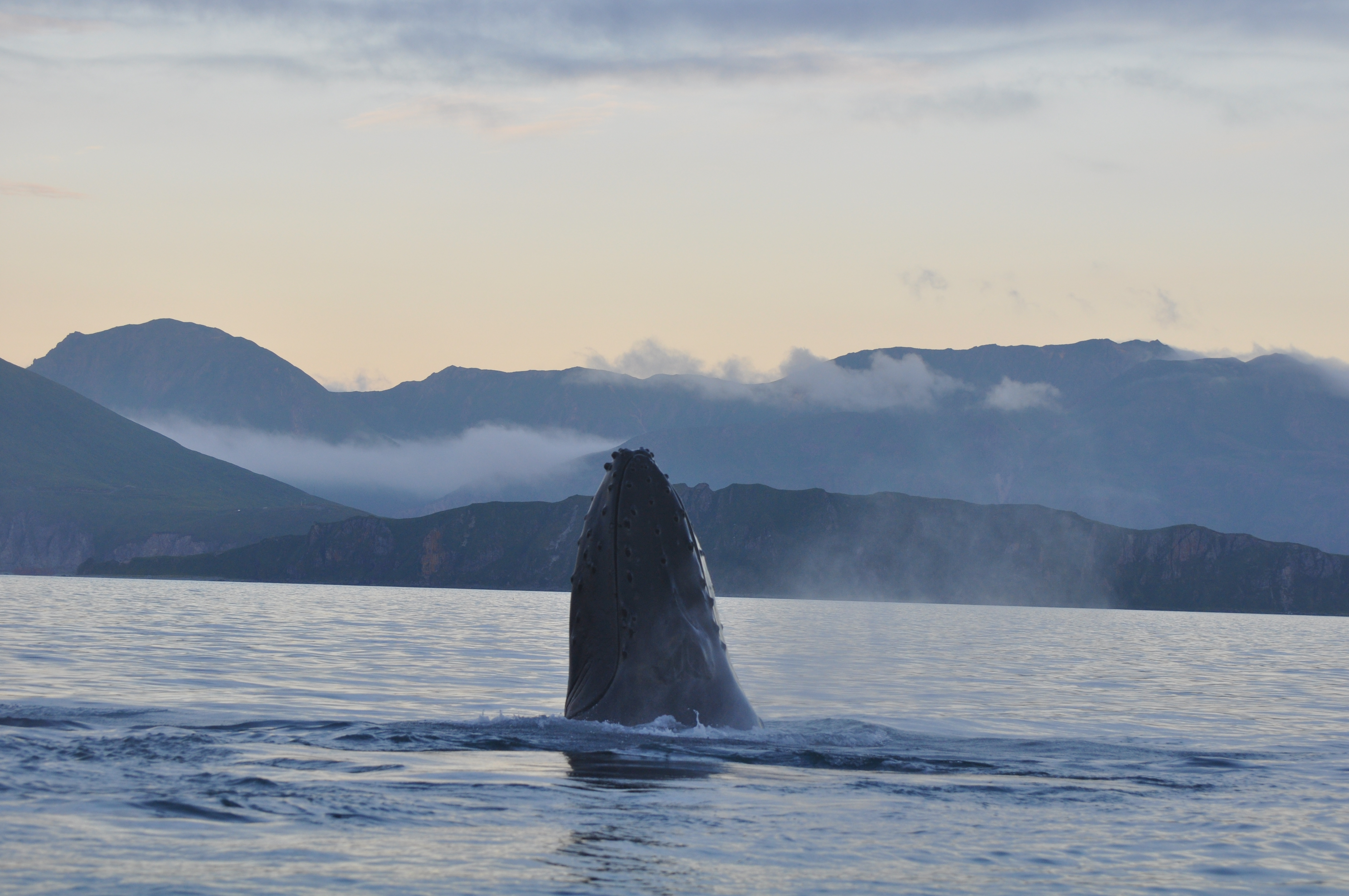 Whale in Unalaska Bay (Photo by Ali Bonomo)