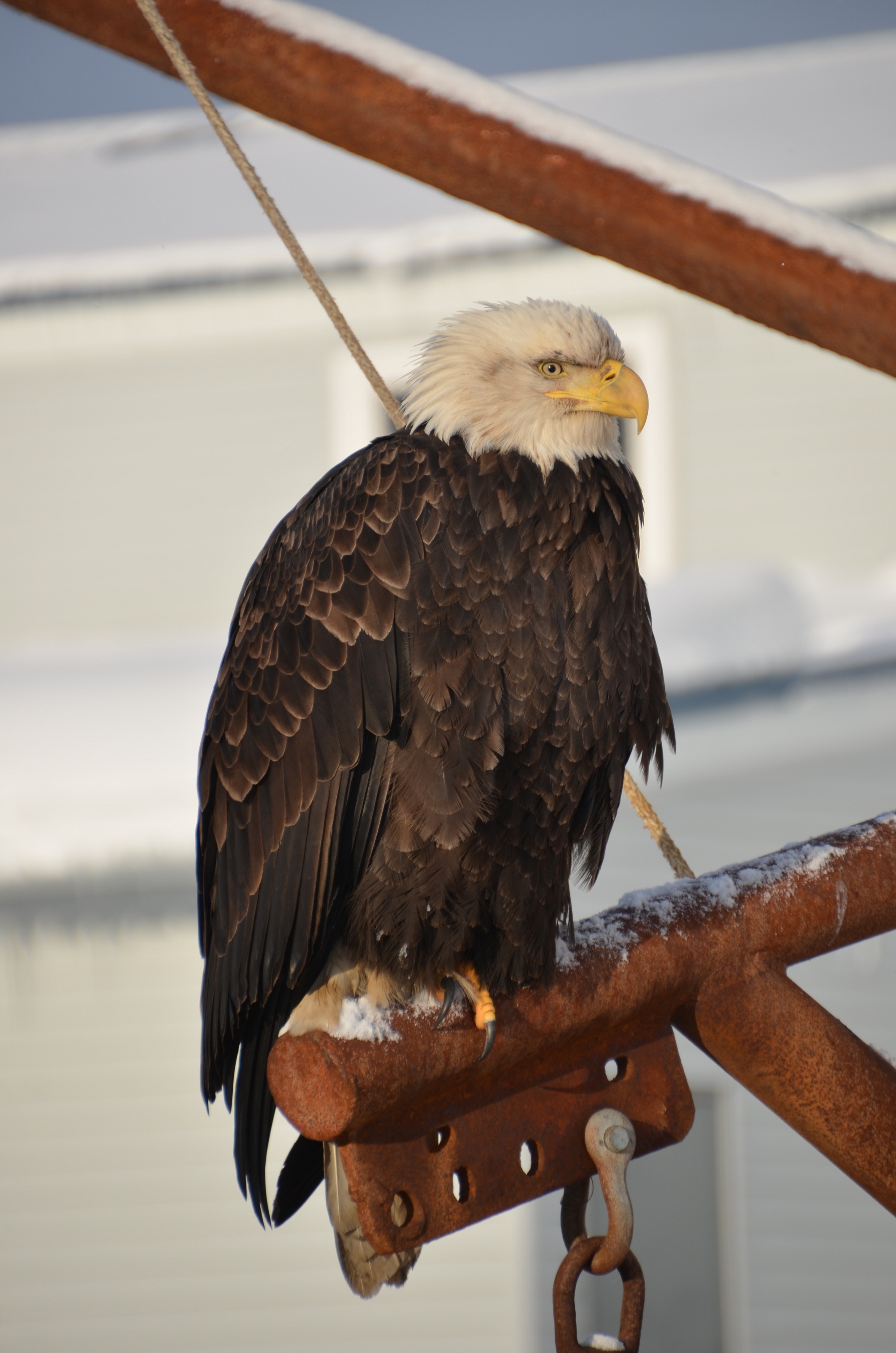 Bald Eagle (Photo by Albert Burnham)
