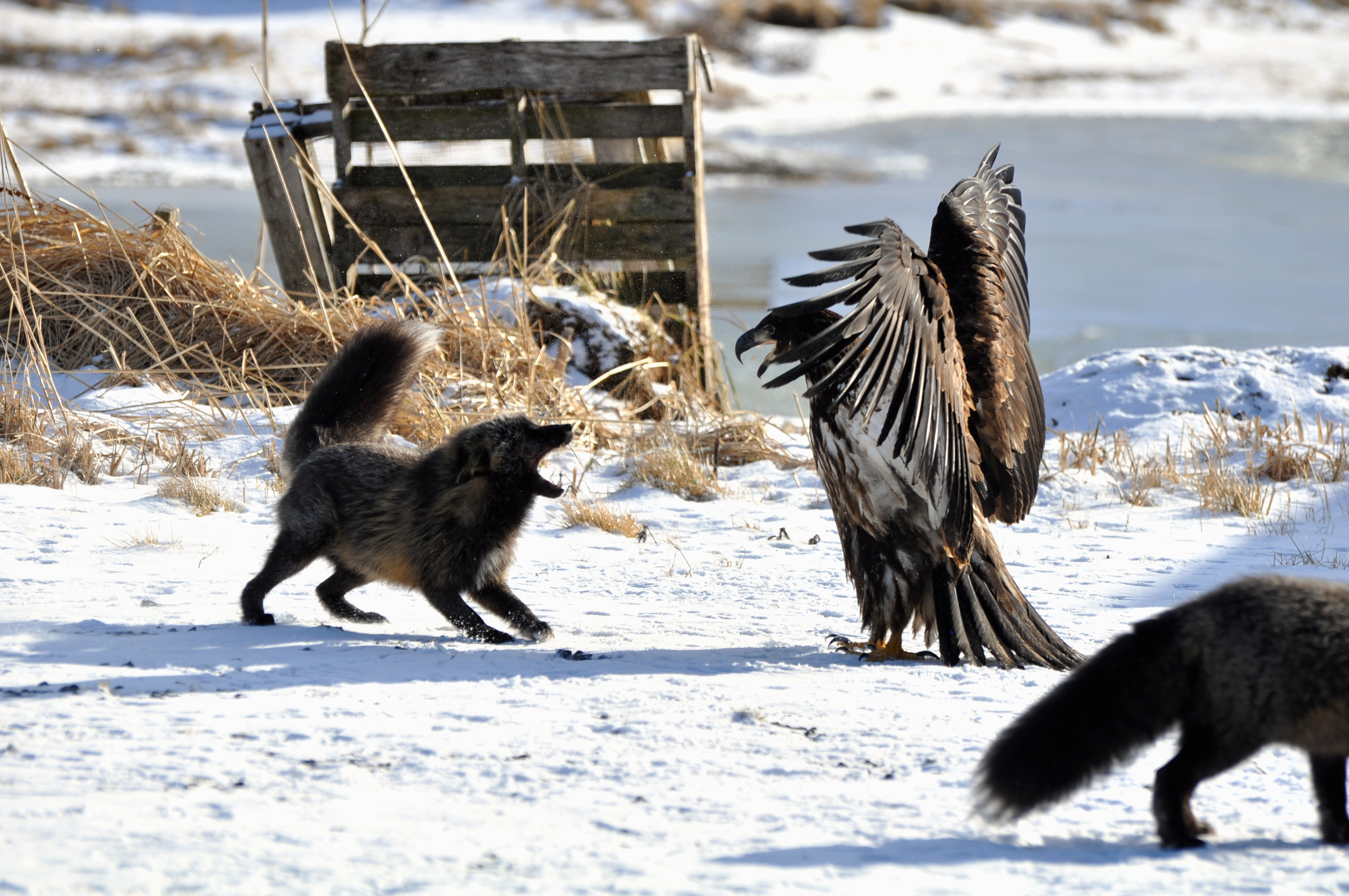 Fox Eagle Fight (Photo by Ali Bonomo)