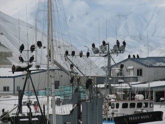 Eagles at Storrs Harbor (photo courtesy of L. Lowery)