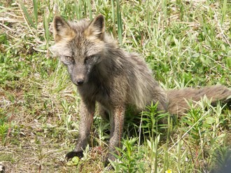 Fox (photo courtesy of J. Whedbee)