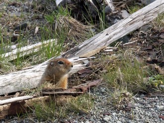 Ground Squirrel (photo courtesy of J. Whedbee)
