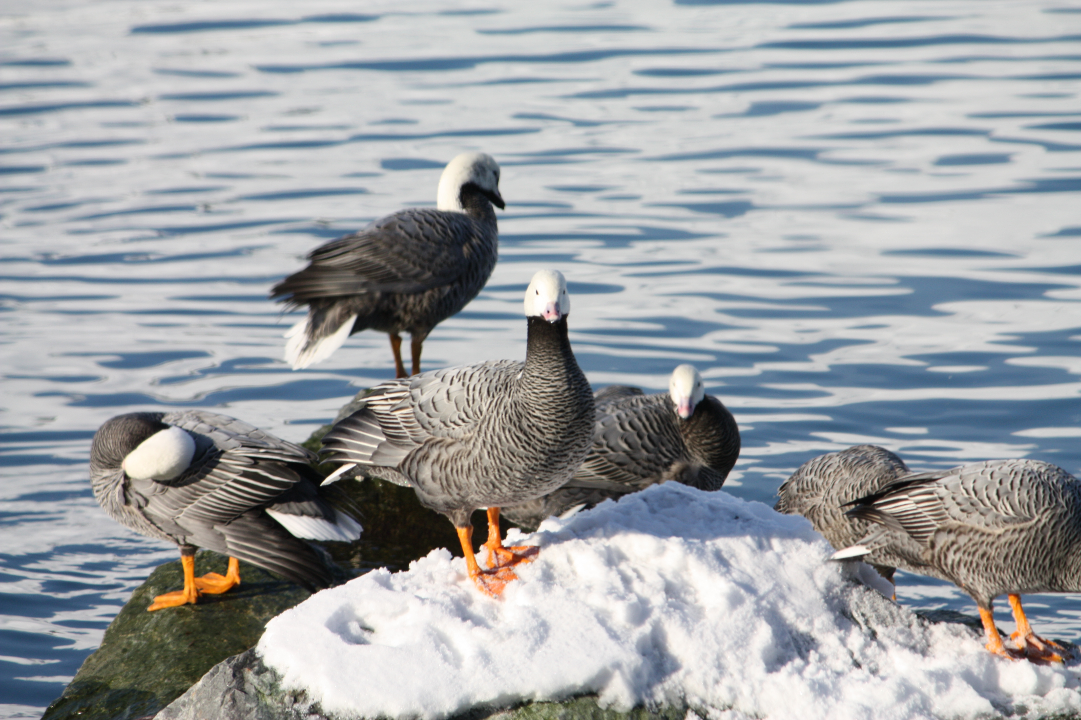 Emperor Geese (Photo by Debbie Sensky)