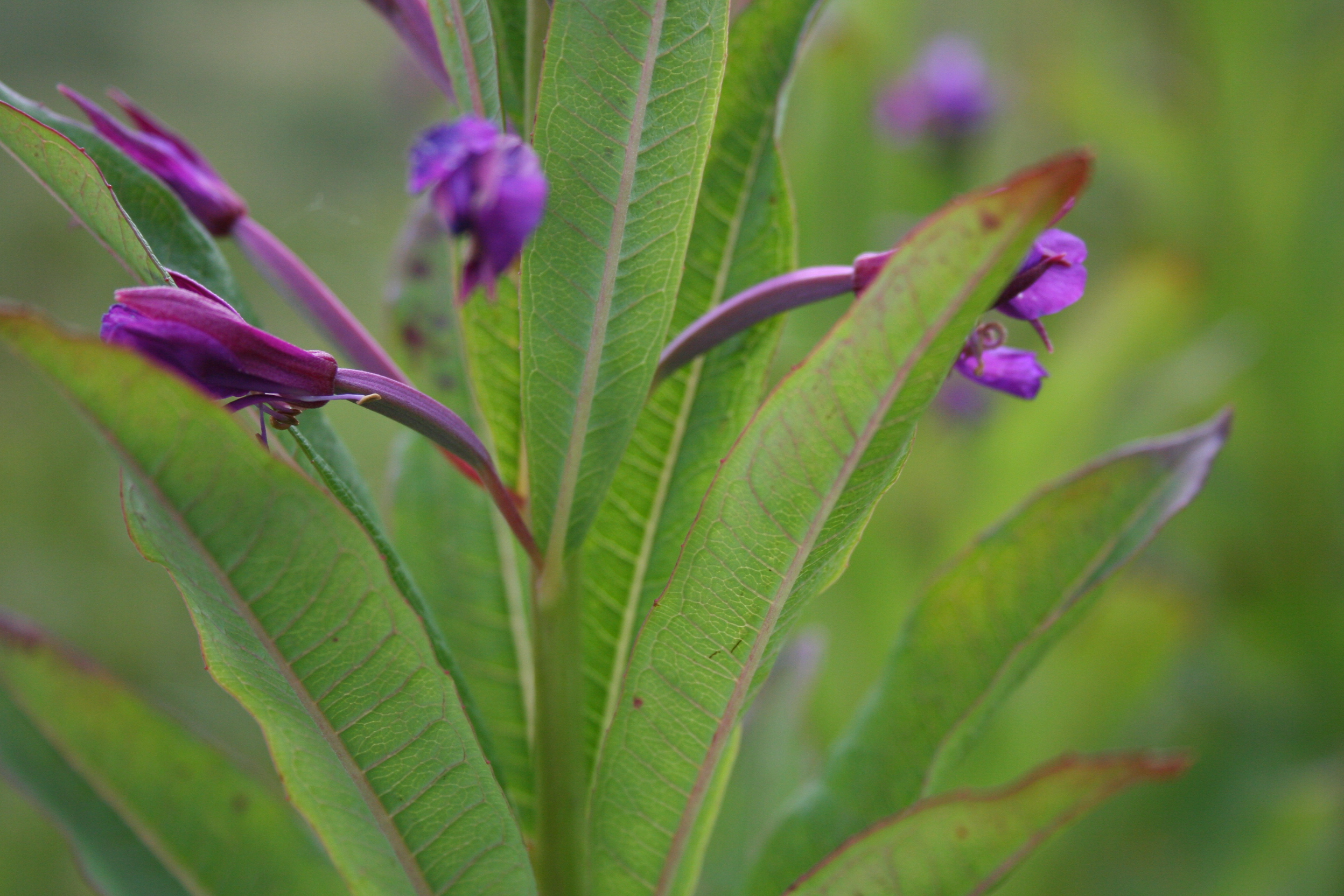 Fireweed (Photograph by Tonya Miller)