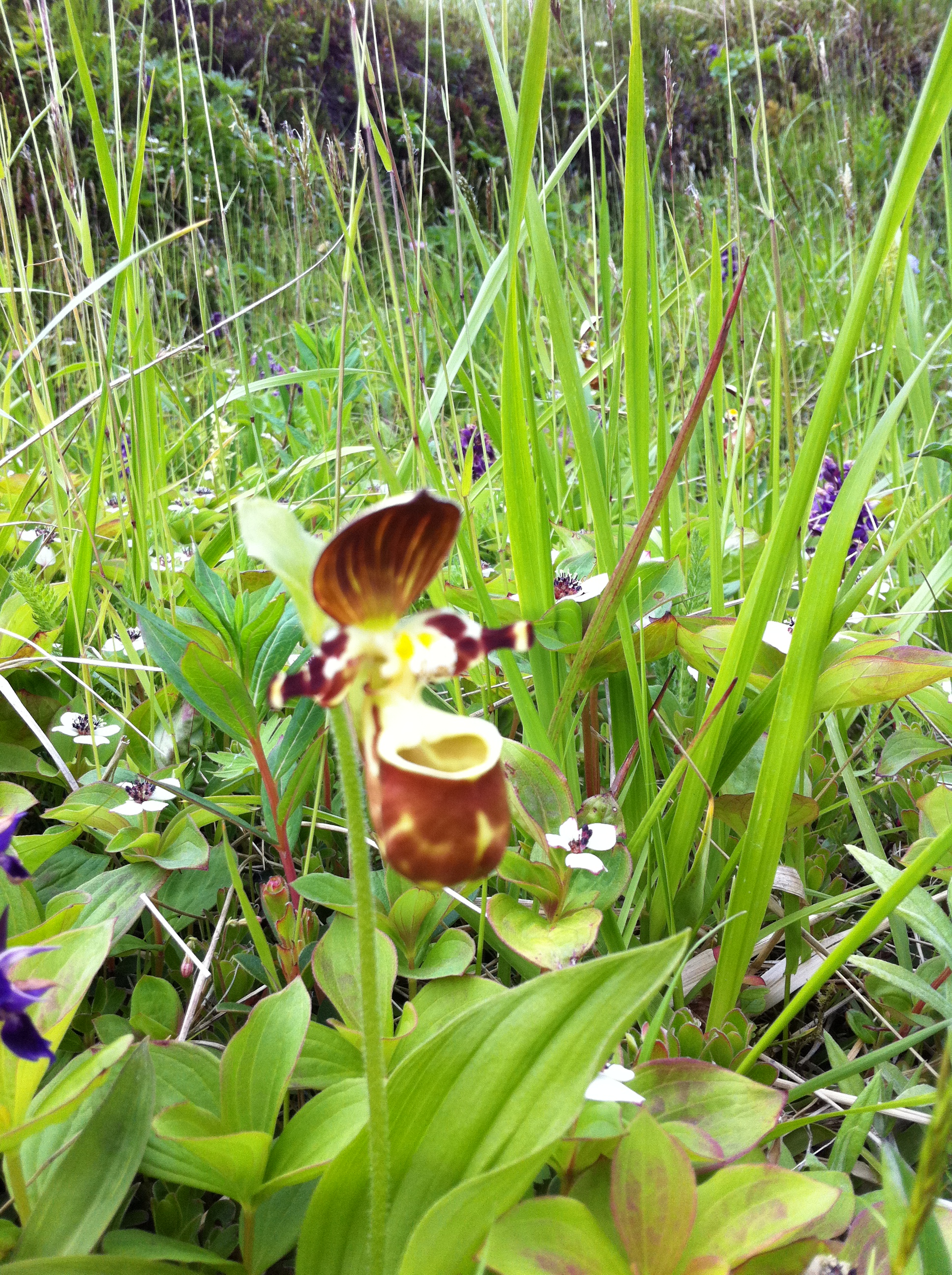 Lady's Slipper (Photo by Nancy Peterson)