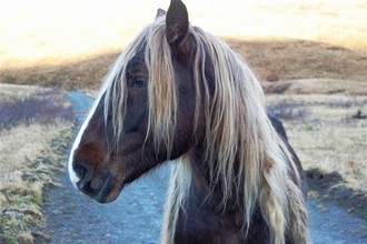 Wild Horse (photo courtesy of G. Adams)