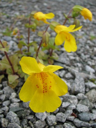 Monkey Flower (photo courtesy of S. Lawson)