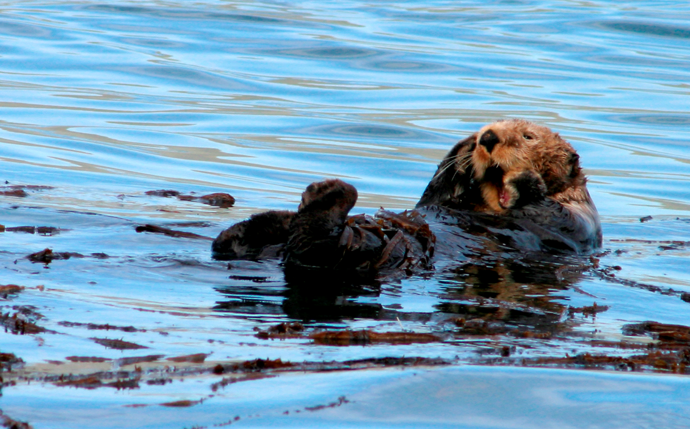 Otter (Photo courtesy of CVB)