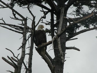 Bald Eagle in Sitka Spruce Park, Unalaska (photo by P. Arpilleda)