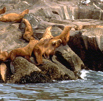 Sea Lions