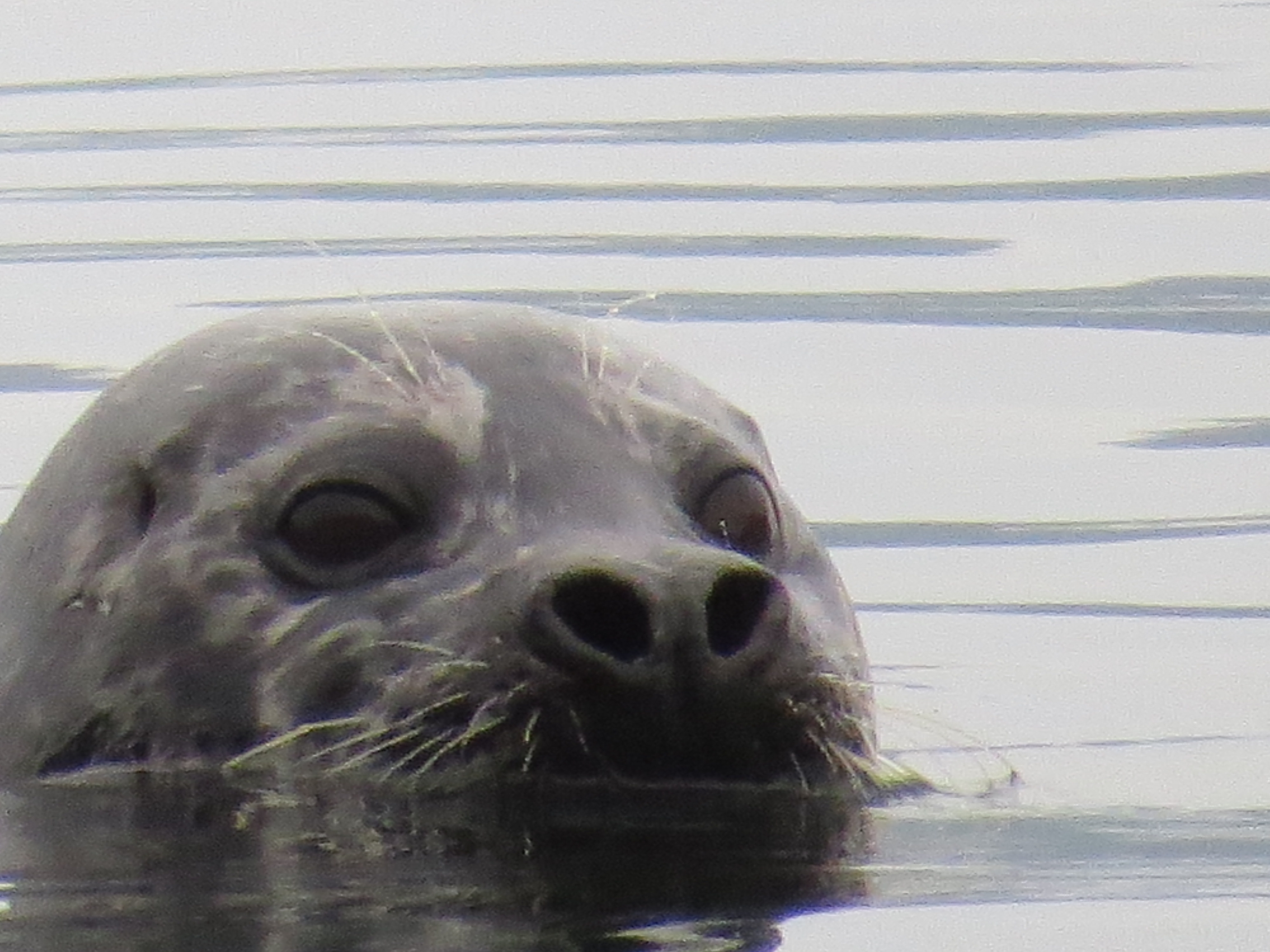Seal in Unalaska Bay (photo by Jennifer Van Deventer)