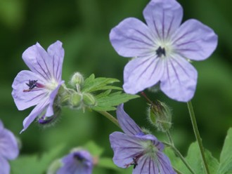 Wild Geranium (photo courtesy of J. Whedbee)