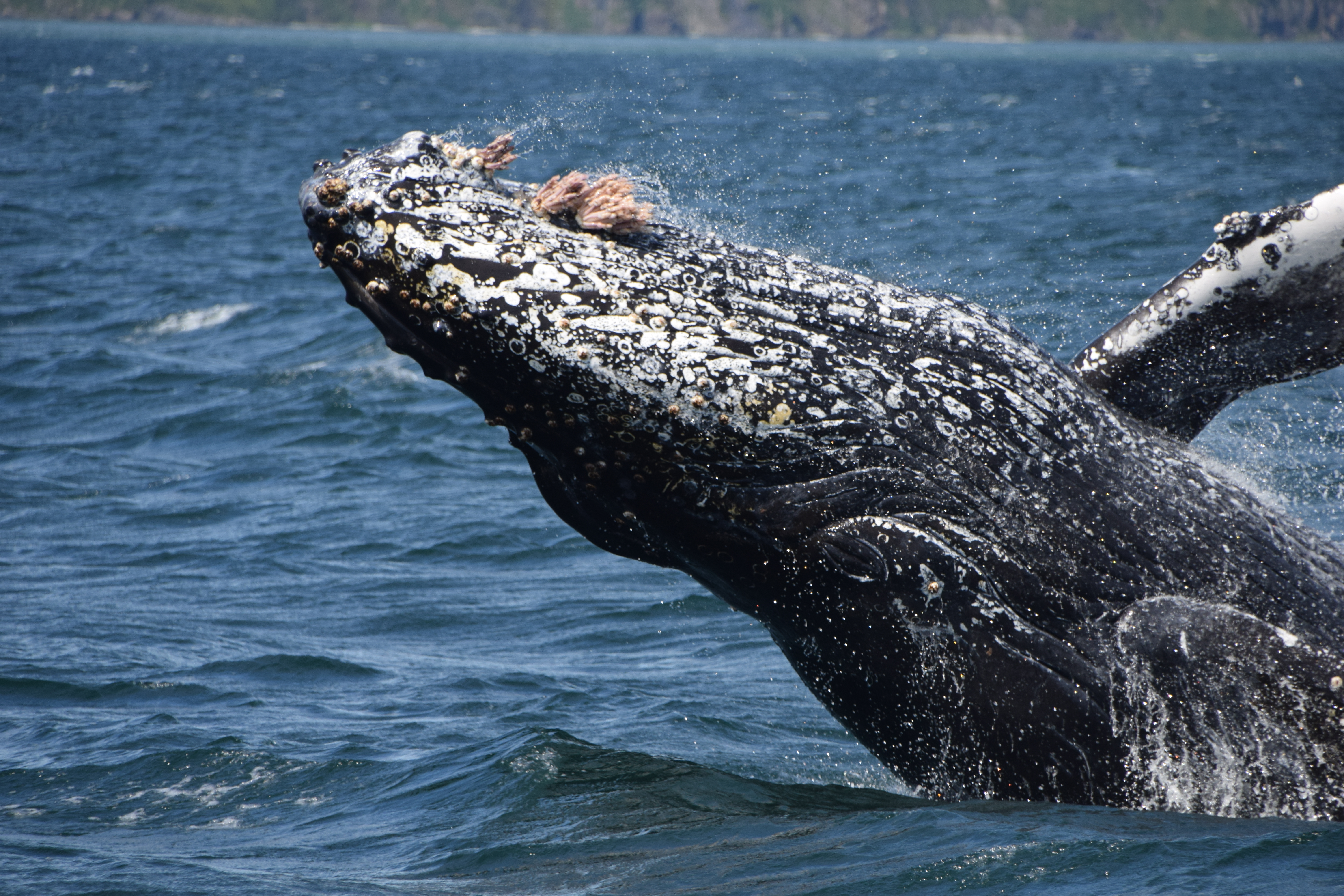 Whale breaching in Unalaska Bay (photo by Patricia Soule)