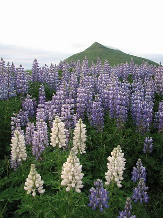 Lupine (photo courtesy of S. Lawson)