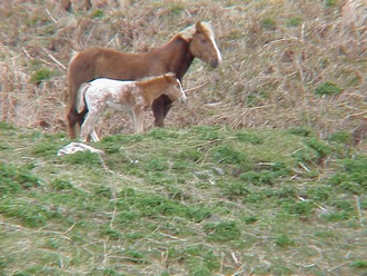 Wild Horses (photo courtesy of L. Lowery)